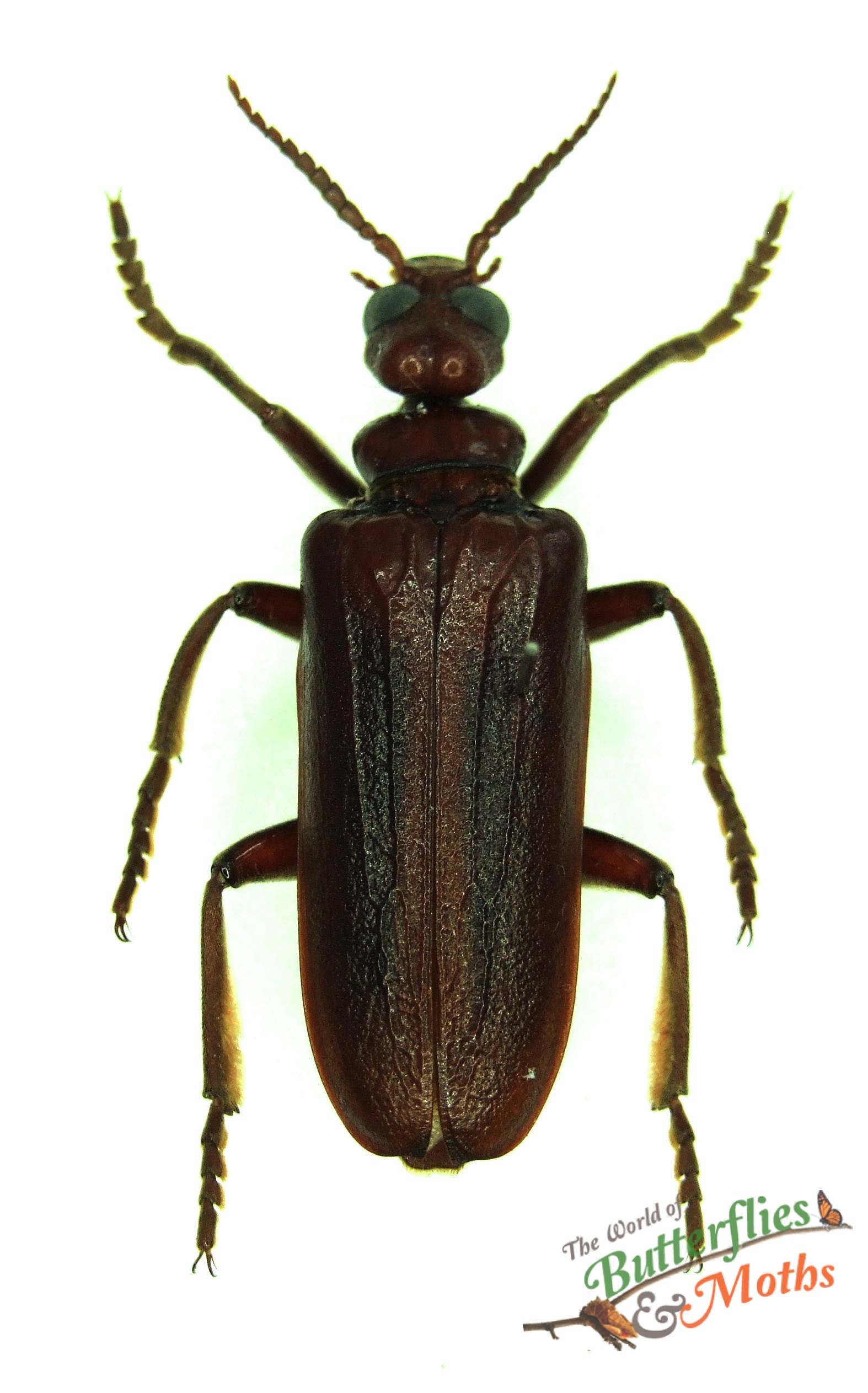 Eletica castanea Blister Beetle THAILAND World of Butterflies and Moths