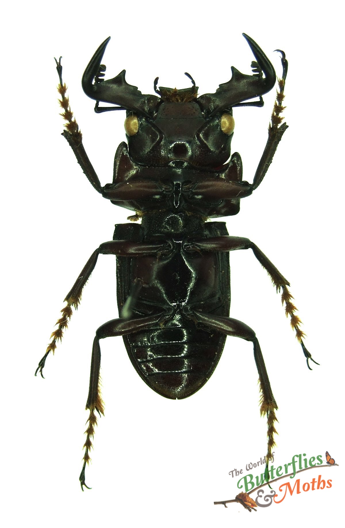 大顎44mm】メガララガルーダ ハチ蜂スズメバチタランチュラホーク 昆虫