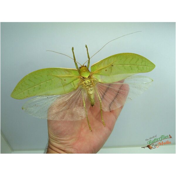 Pseudophyllus titan THAILAND - World of Butterflies and Moths