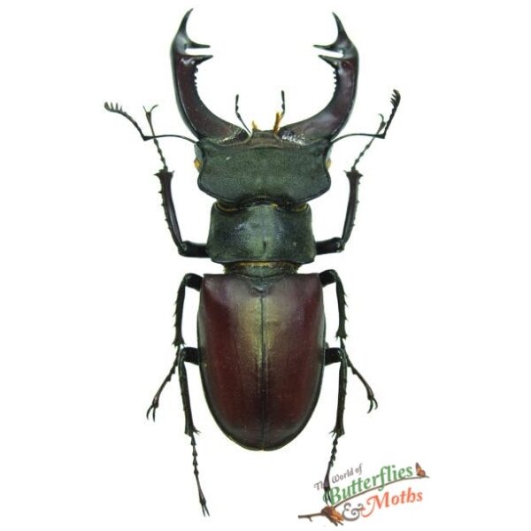 Lucanus cervus Stag Beetle UKRAINE - World of Butterflies and Moths