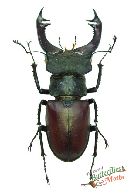 Lucanus cervus Stag Beetle UKRAINE - World of Butterflies and Moths