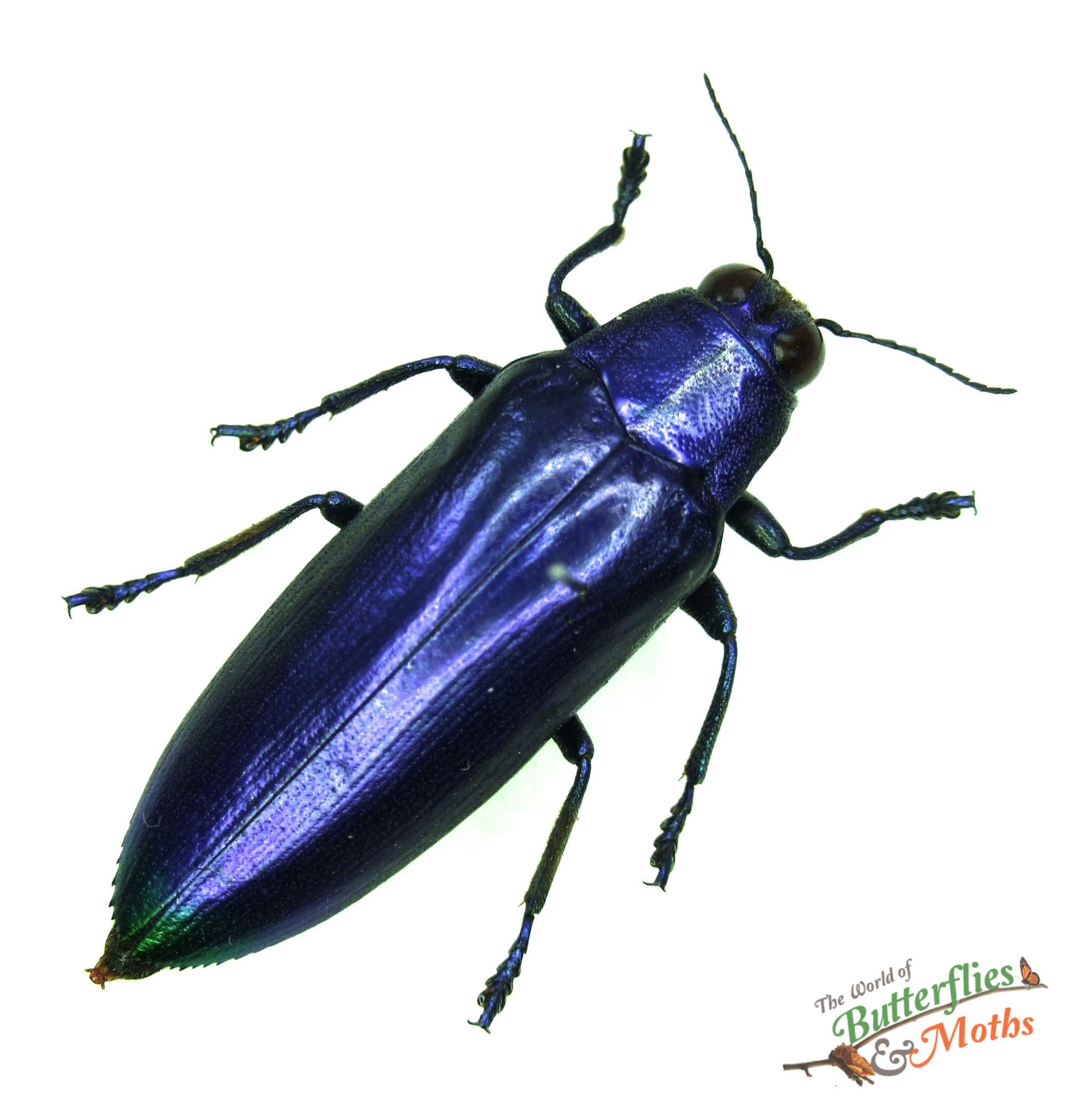 Chrysochroa fulminans Blue Form JAVA World of Butterflies and Moths