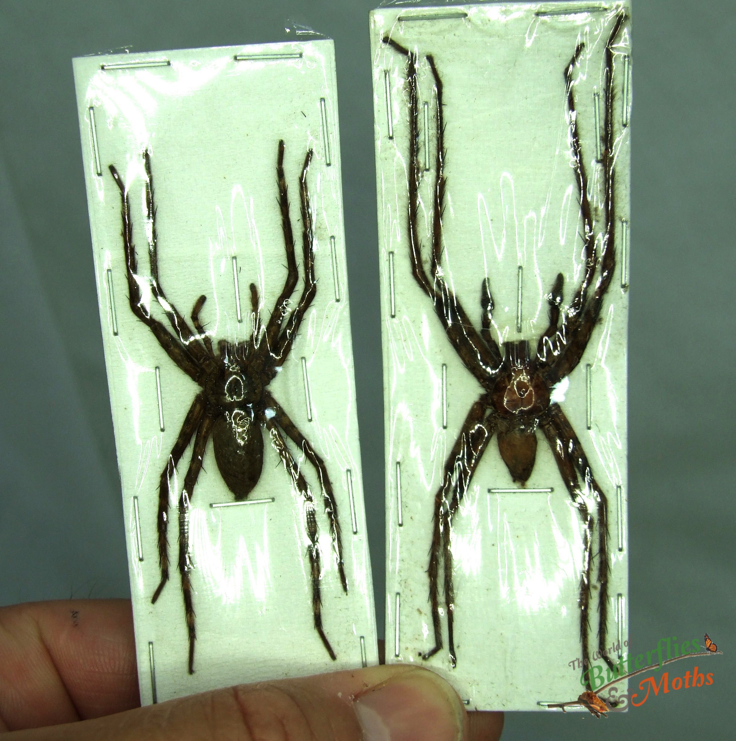 Huntsman Spider Sparassidae SULAWESI (TP02) - World of Butterflies