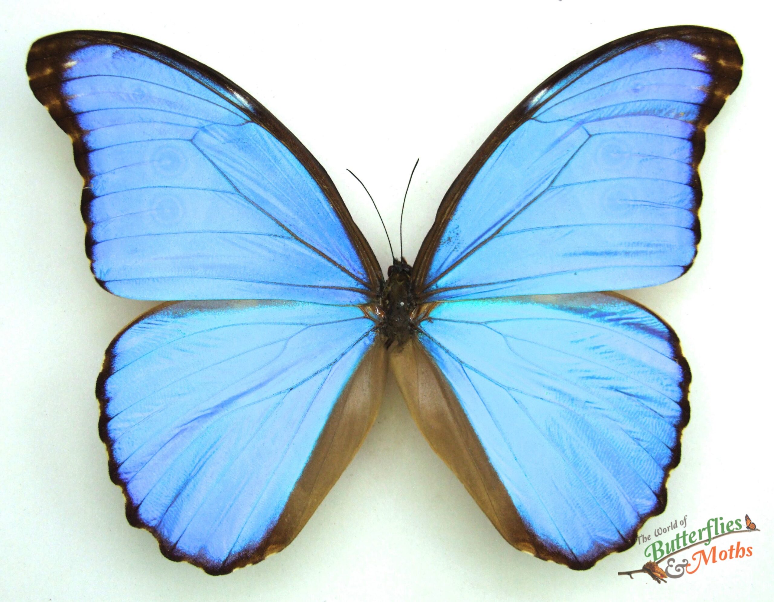 Wholesale Morpho menelaus zishkai PERU - World of Butterflies and