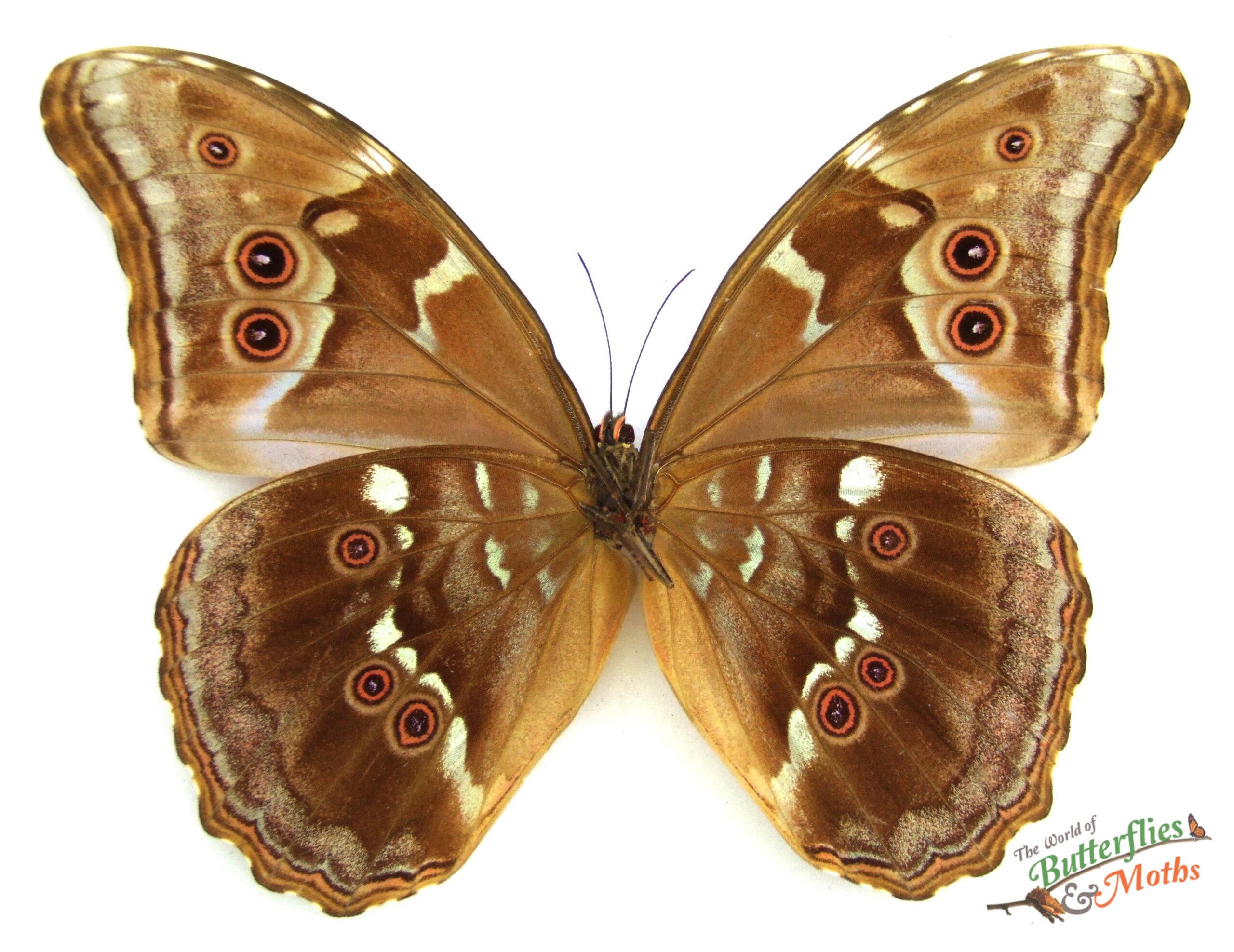 Wholesale Morpho menelaus zishkai PERU - World of Butterflies and