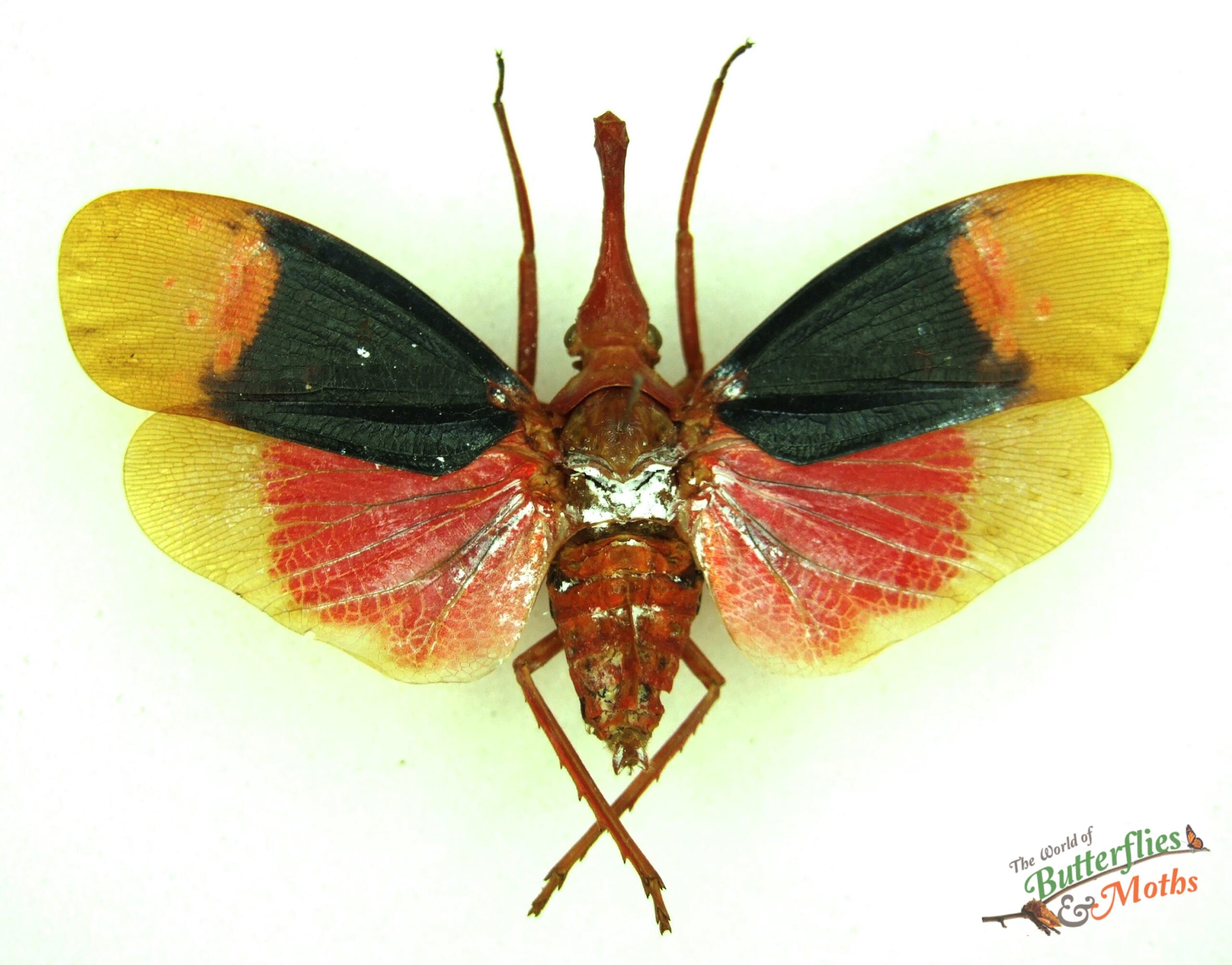 Pyrops detanii JAVA - World of Butterflies and Moths