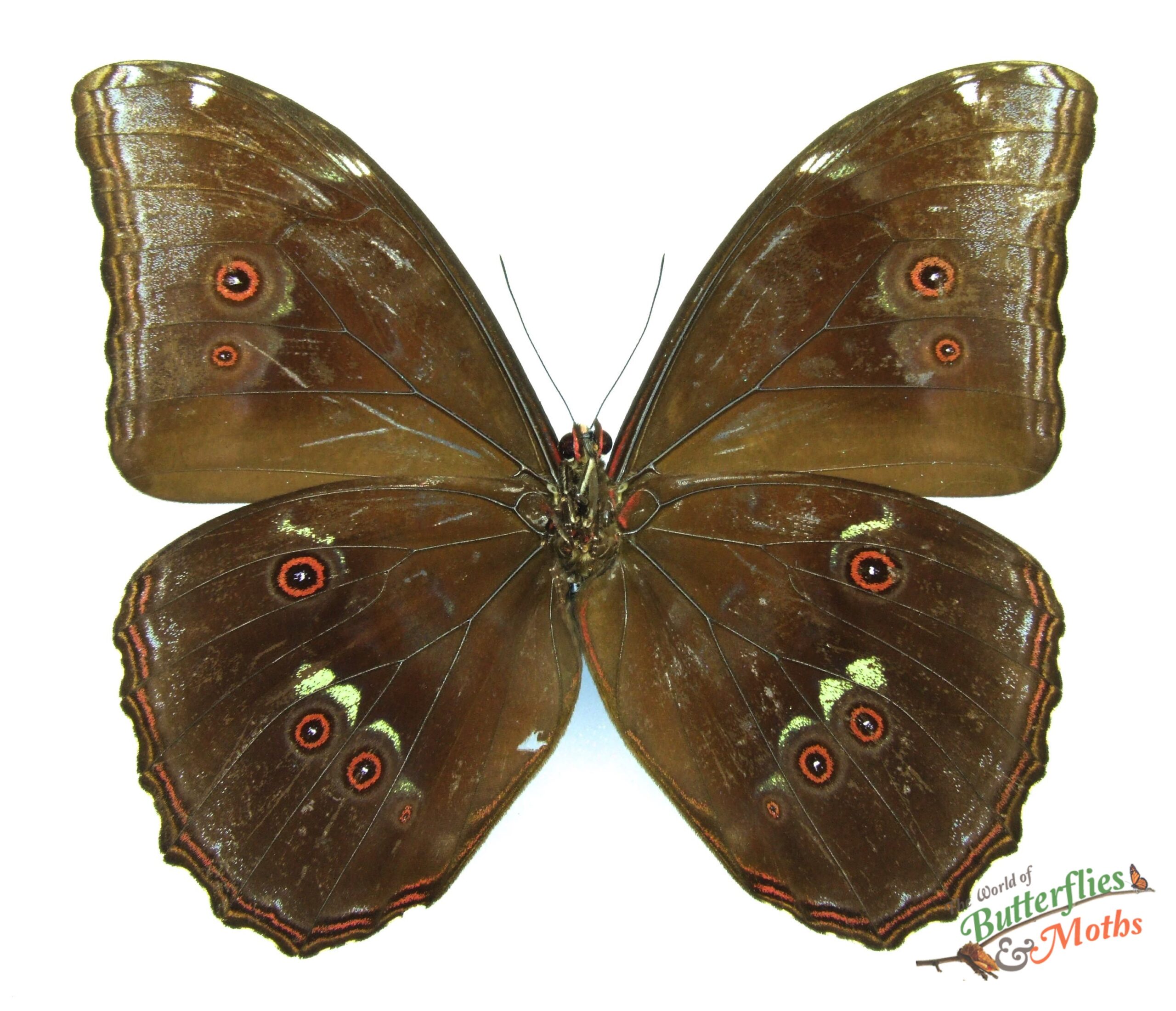 Morpho menelaus zishkai A1-/A1 PERU - World of Butterflies and Moths