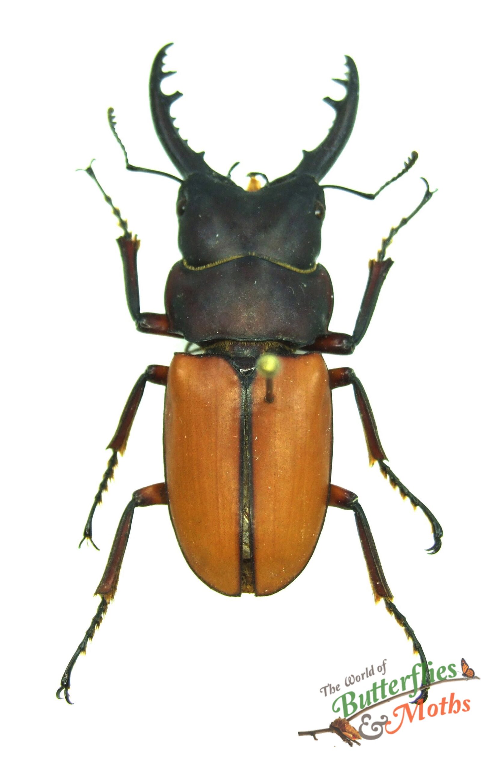 Prosopocoilus bruijni JAVA World of Butterflies and Moths