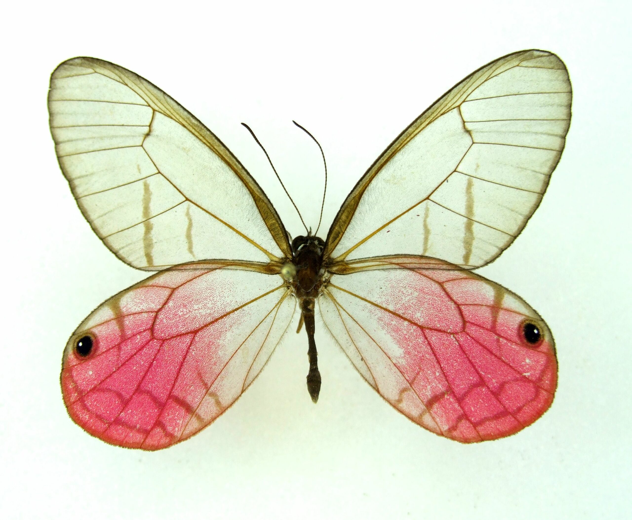 Cithaerias pireta aurorina Pink Phantom PERU - World of Butterflies and ...