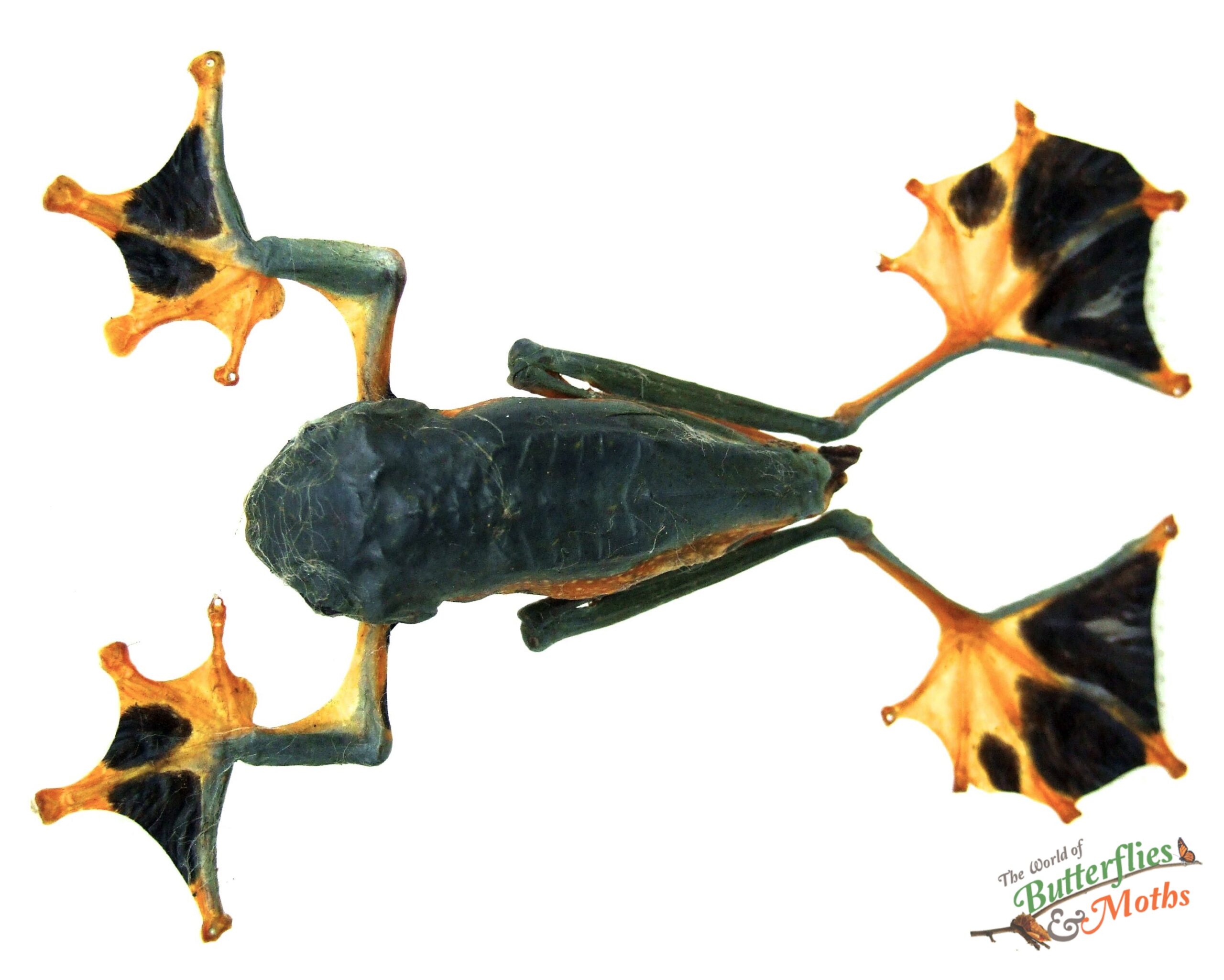 Tree Frog Snail Java Rhacophorus reinwardtii Black Webbed Tree Frog JAVA - World of ...