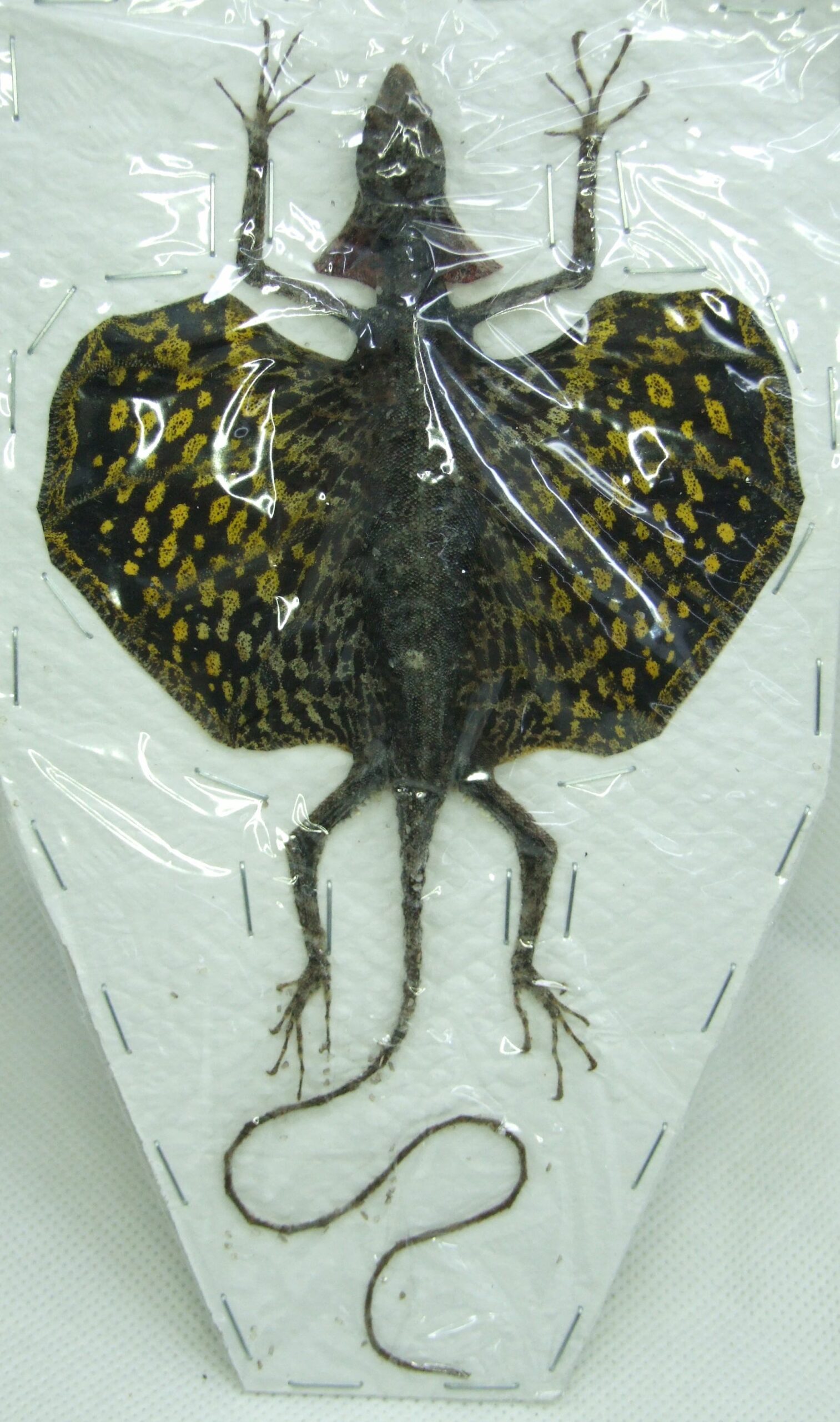 Flying Lizard Draco haematopogon JAVA - World of Butterflies and Moths