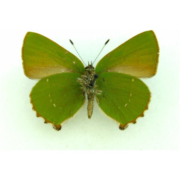 Callophrys rubi ¦ Green Hairstreak ¦ euroButterflies