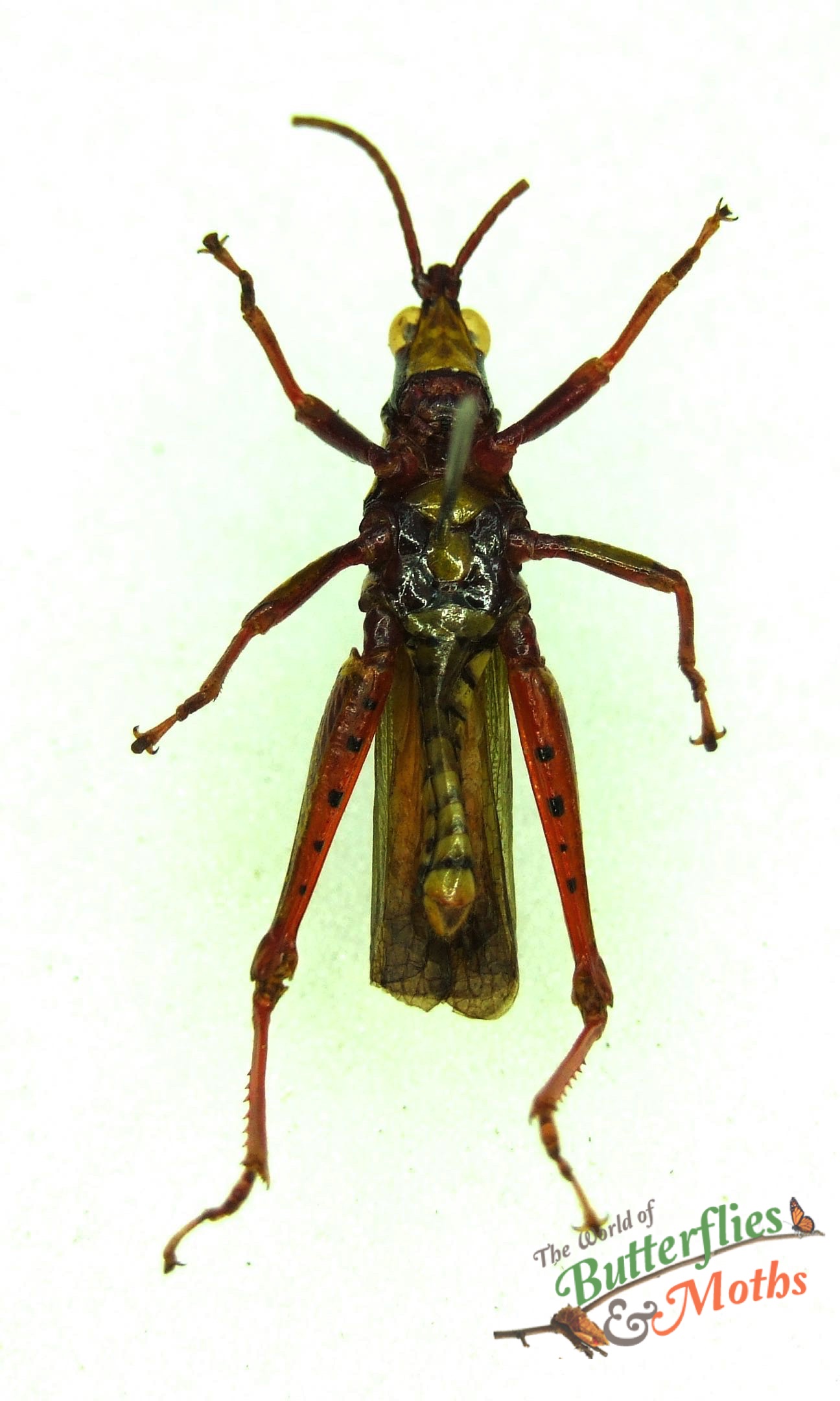Taphronota ferruginea Peach Wing Grasshopper TOGO (Pair) - World of ...