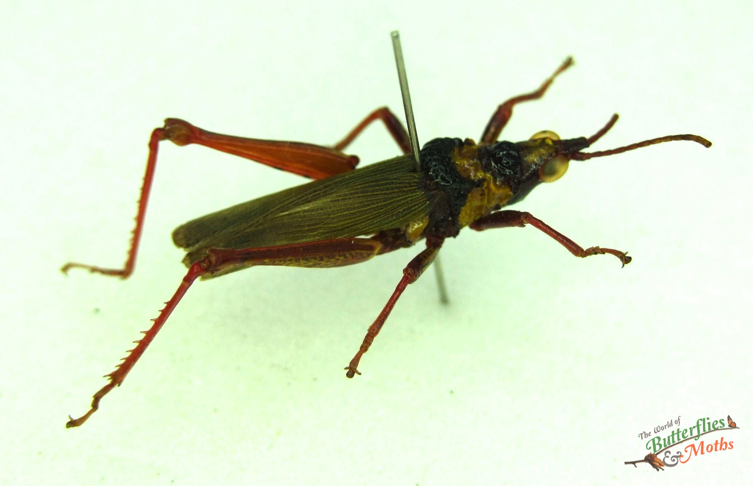 Taphronota ferruginea Peach Wing Grasshopper TOGO (Pair) - World of ...