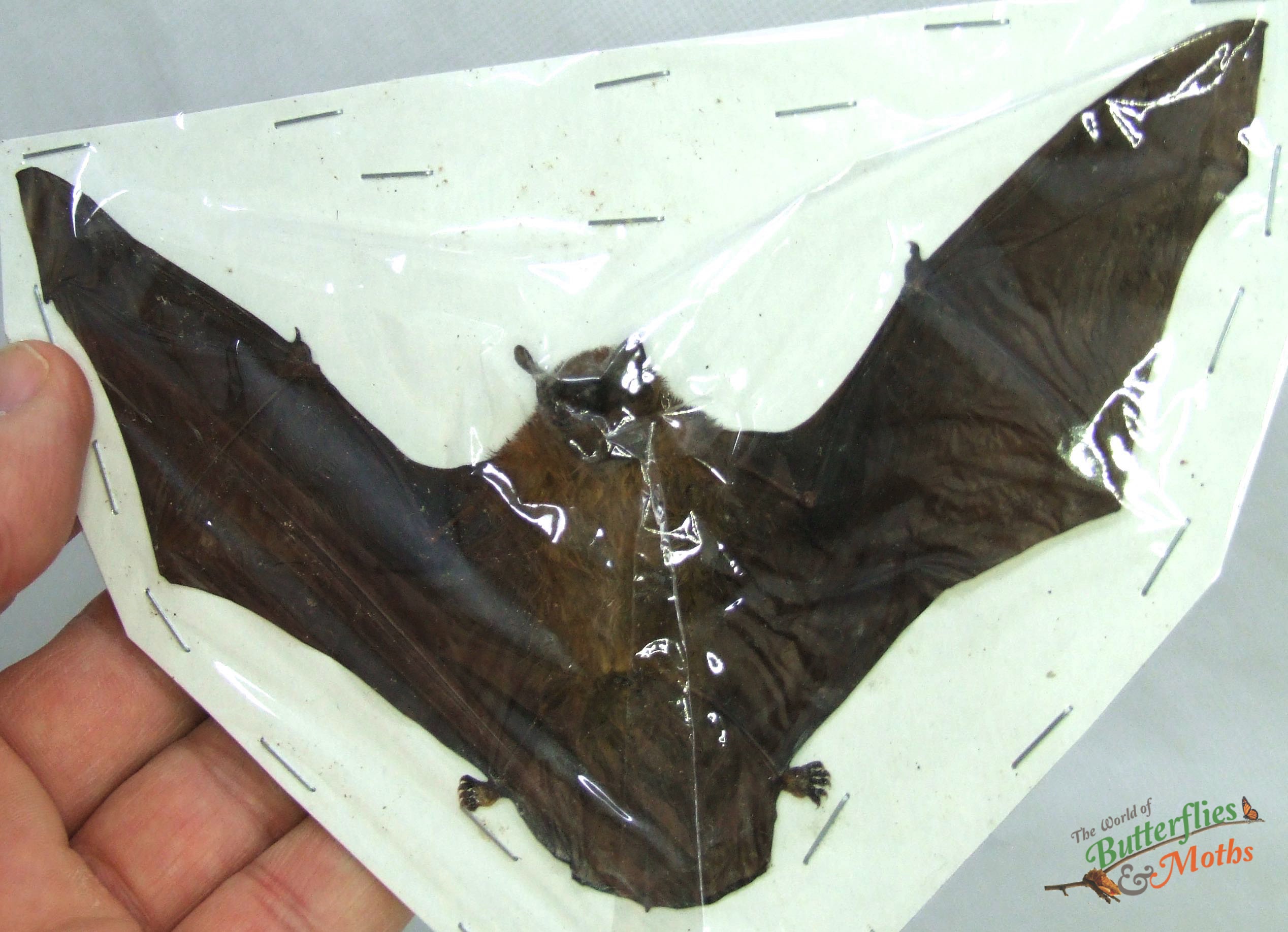 Greater Bamboo Bat Tylonycteris robustula EAST JAVA World of