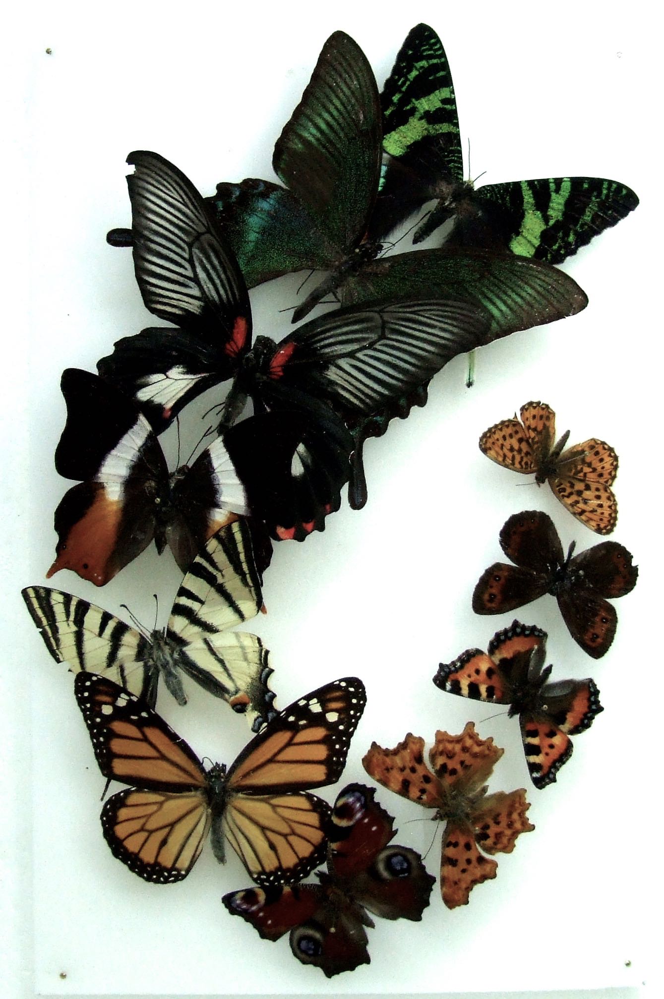 Natural History Specimens A2 Butterfly and Moth Collection CL13 World