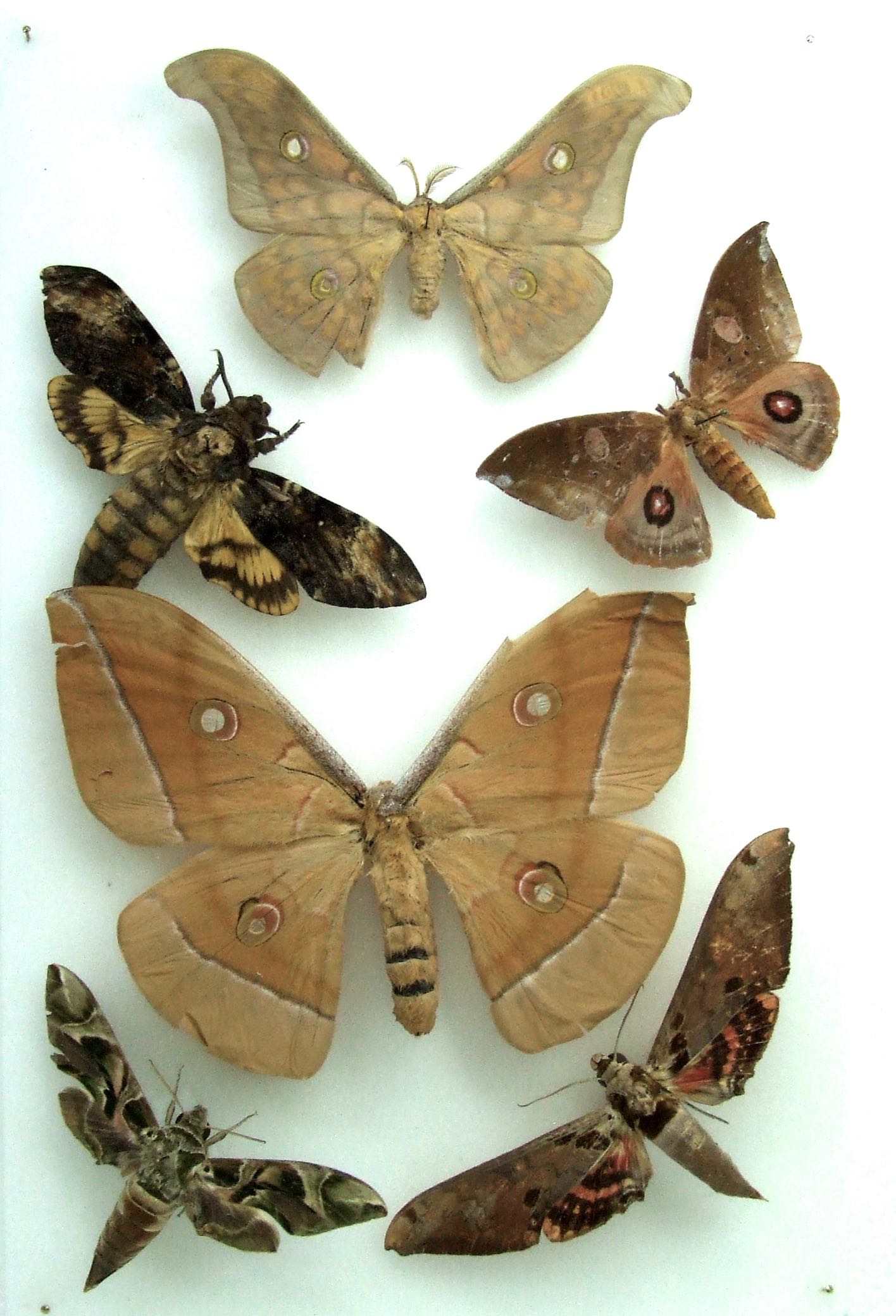 Natural History Specimens A2 Silk moth and Hawk moth Collection CL17