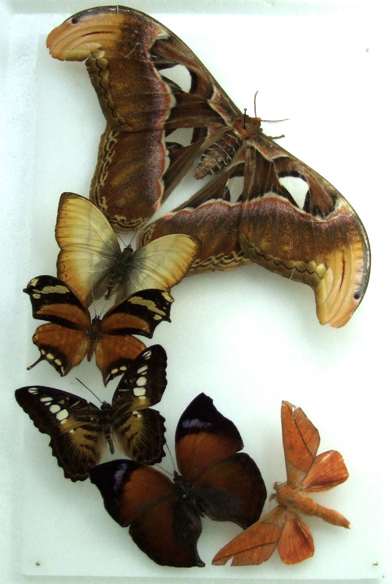 Natural History Specimens A2 Silk moth and Butterfly CL18 World of