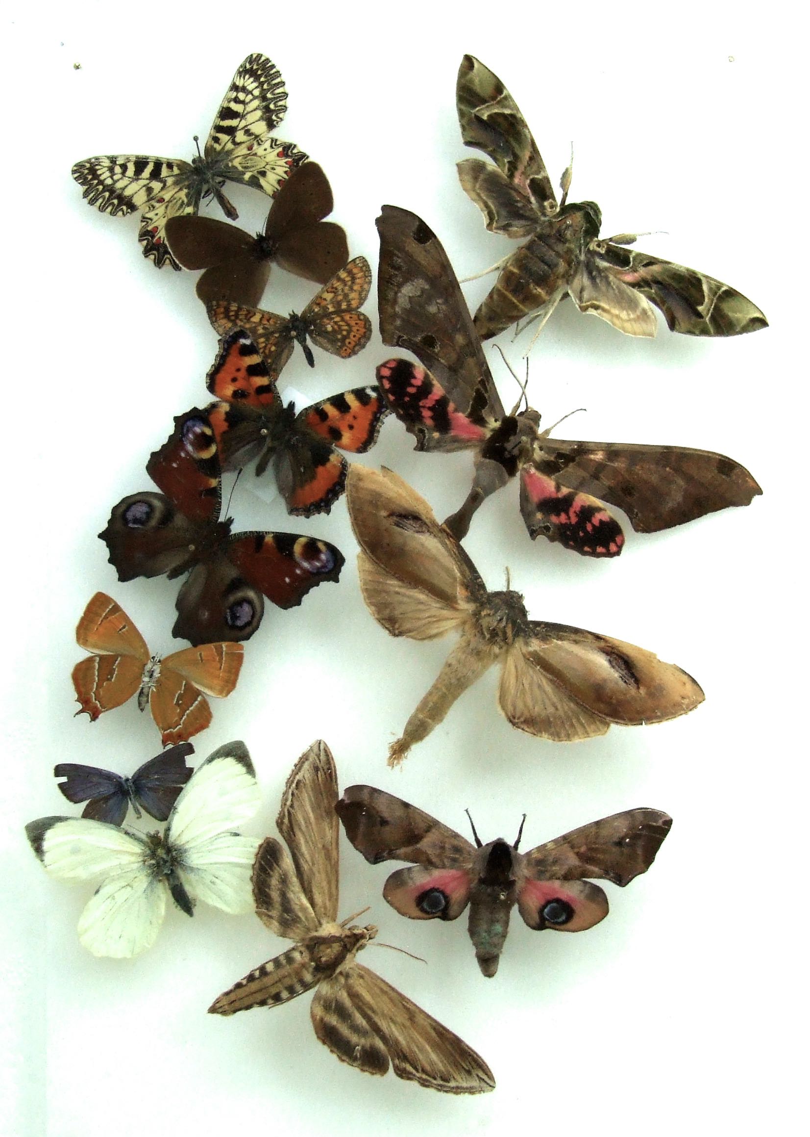 Natural History Specimens A2 Butterfly and Hawk Moth Collection CL21