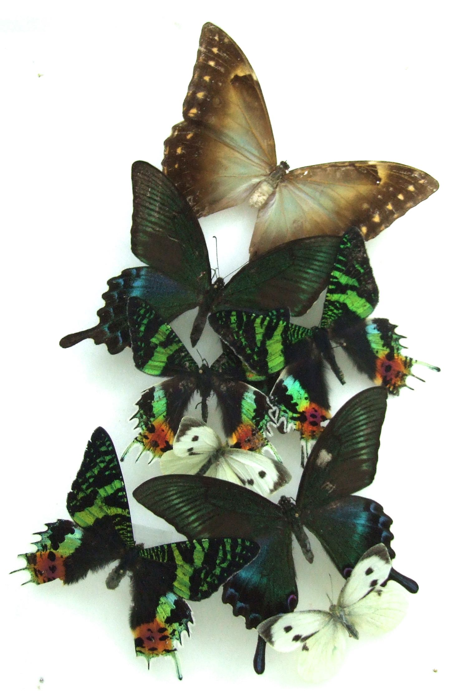 Natural History Specimens A2 Butterfly and Moth Collection CL24 World