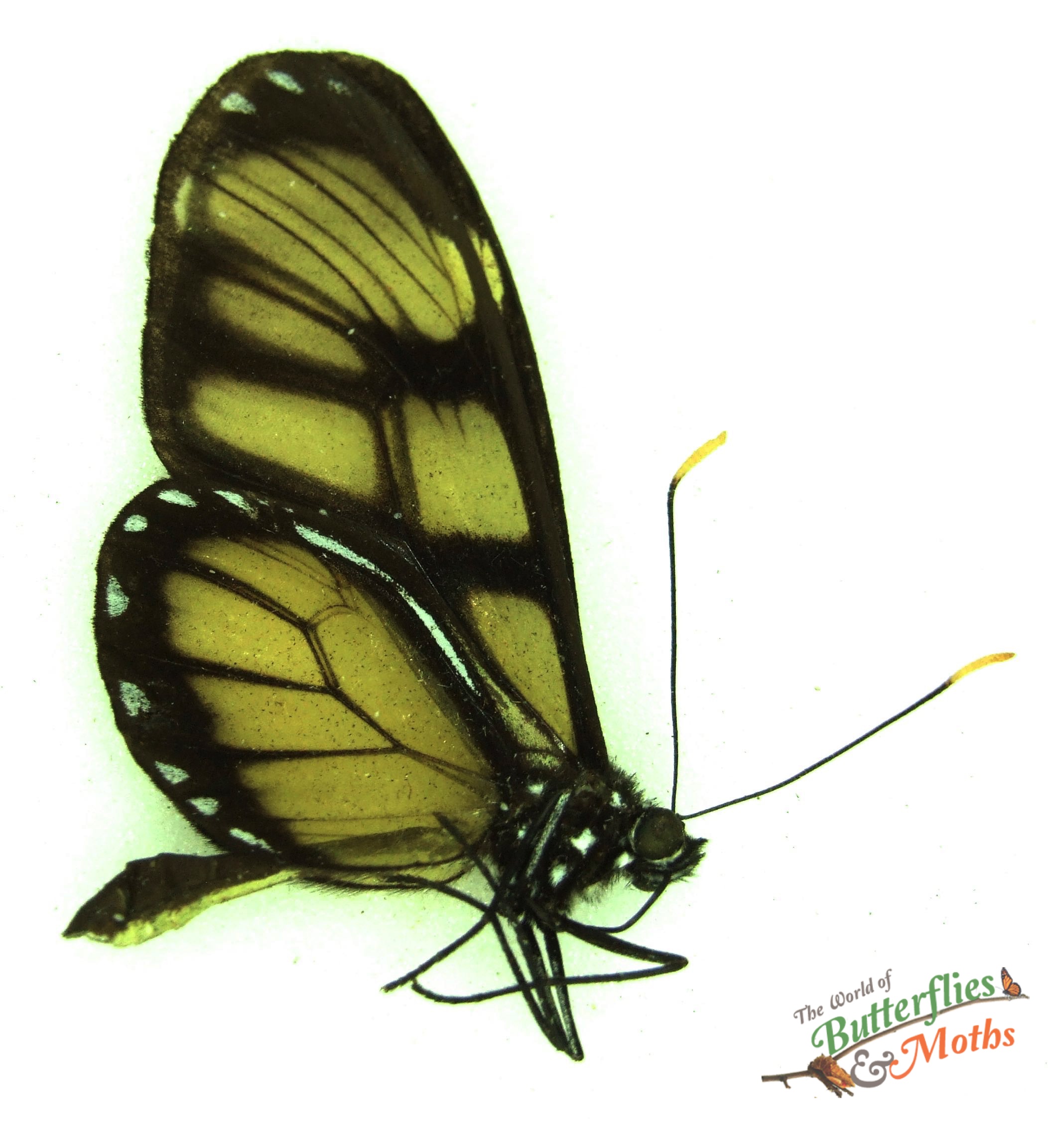 Dircenna dero dero ARGENTINA (Male) - World of Butterflies and Moths