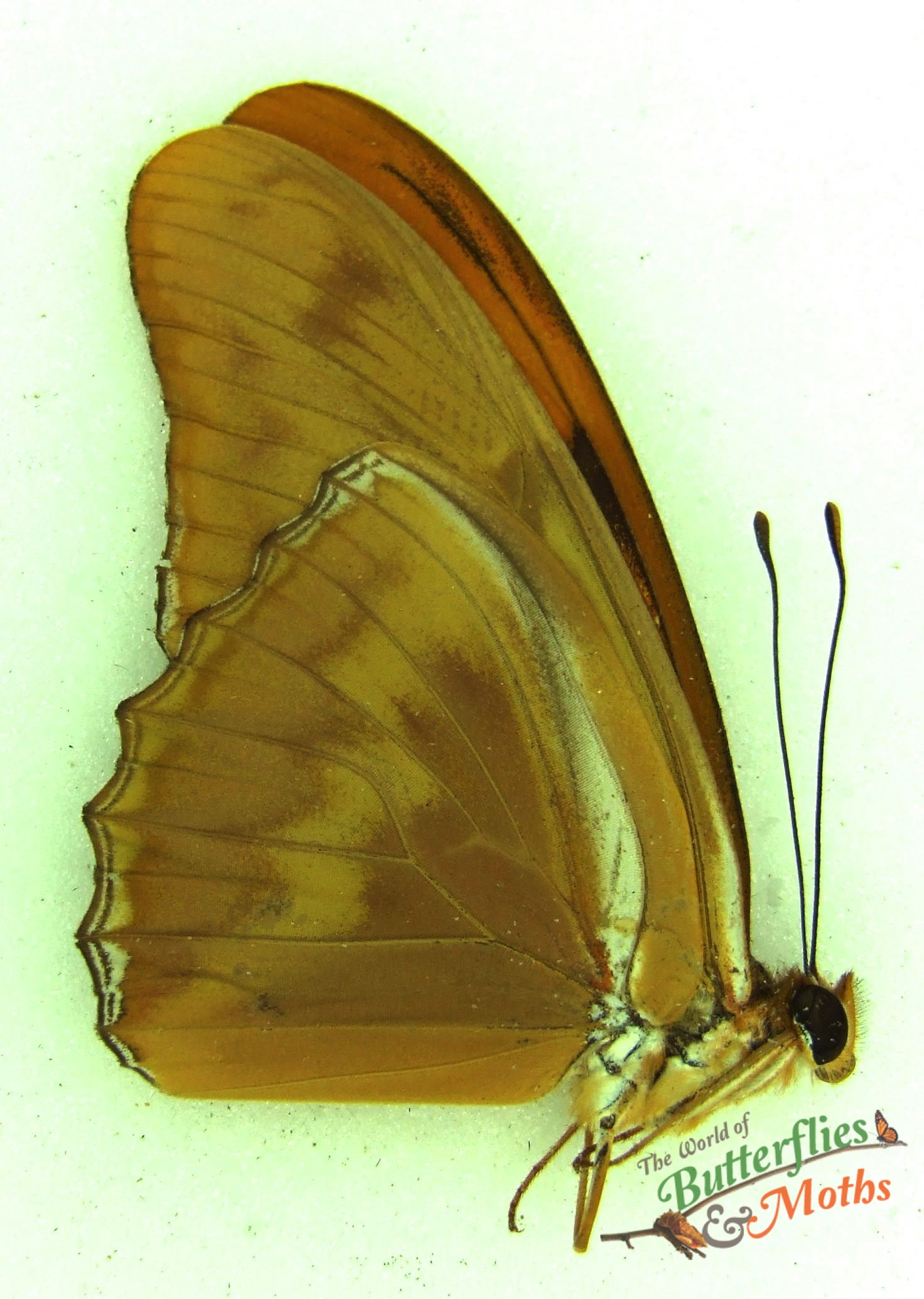 Dryas iulia ARGENTINA World of Butterflies and Moths