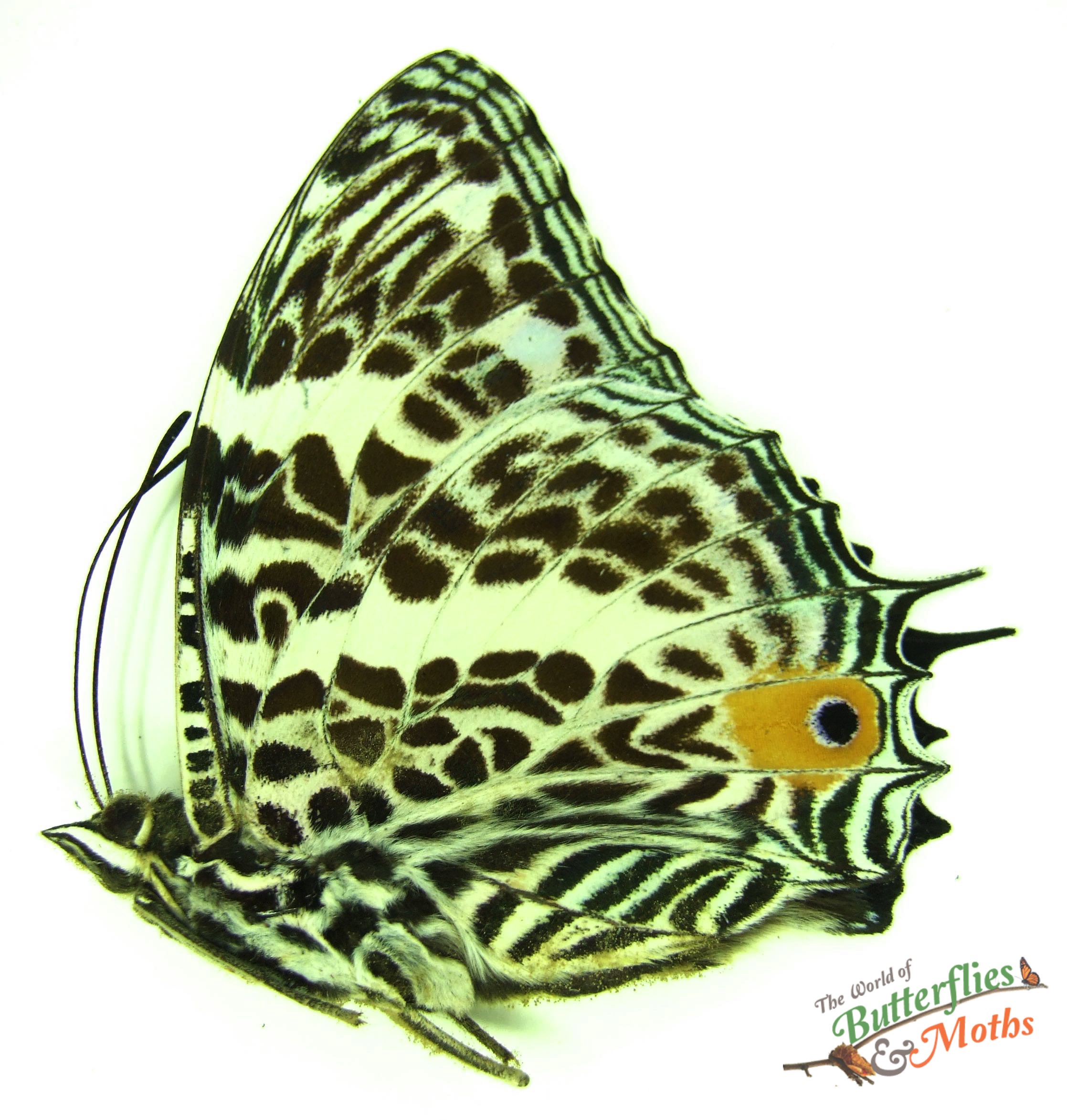 Baeotus Deucalion Orange Spotted Beauty Peru World Of Butterflies And