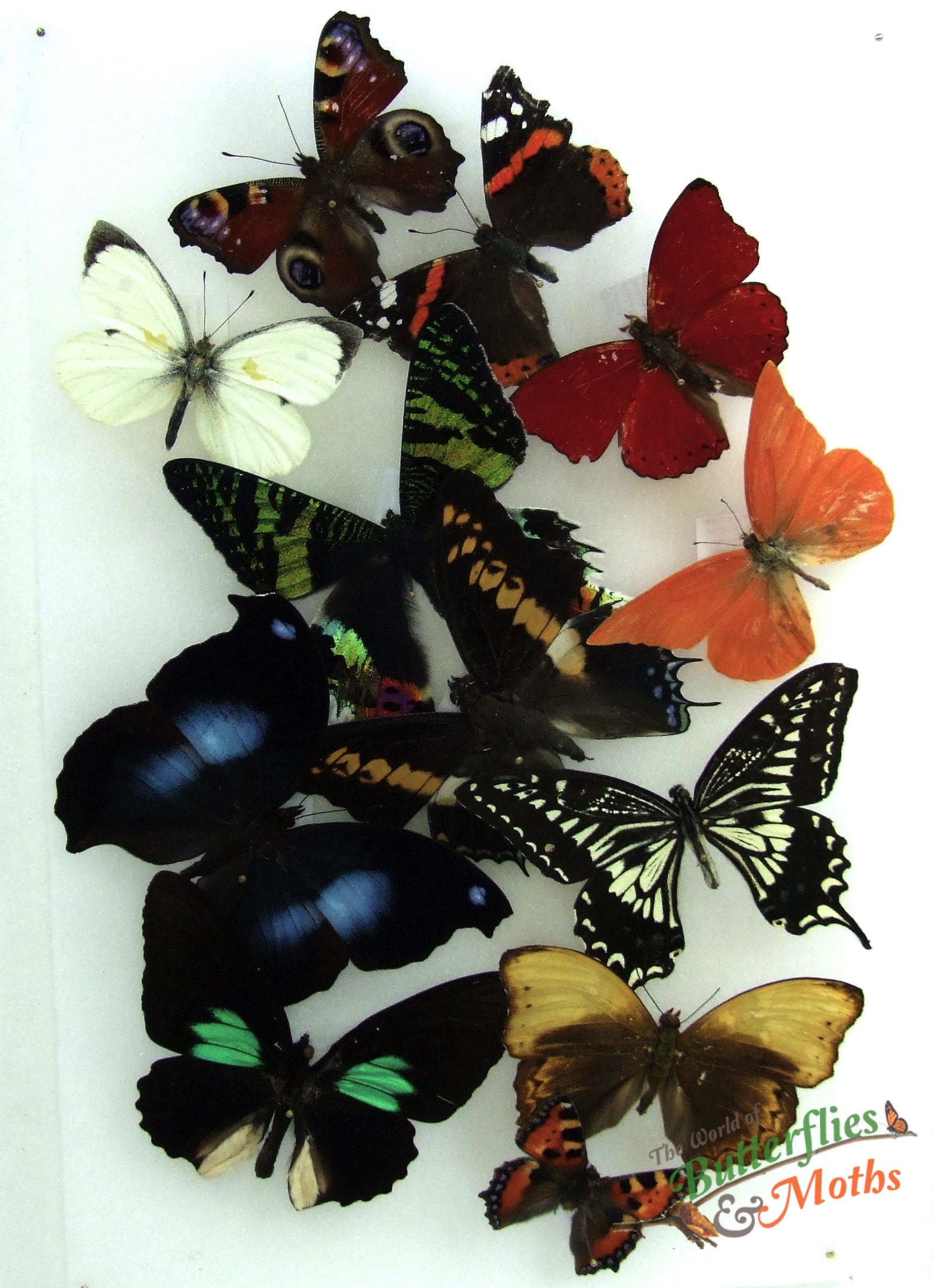 Natural History Specimens A2 Butterfly and Moth Collection CL01 World