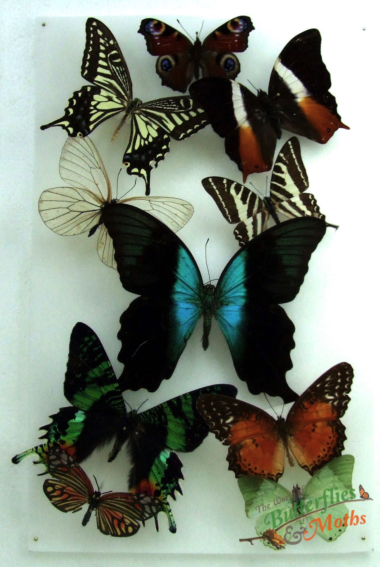 Natural History Specimens A2 Butterfly Moth Collection CL04 World of