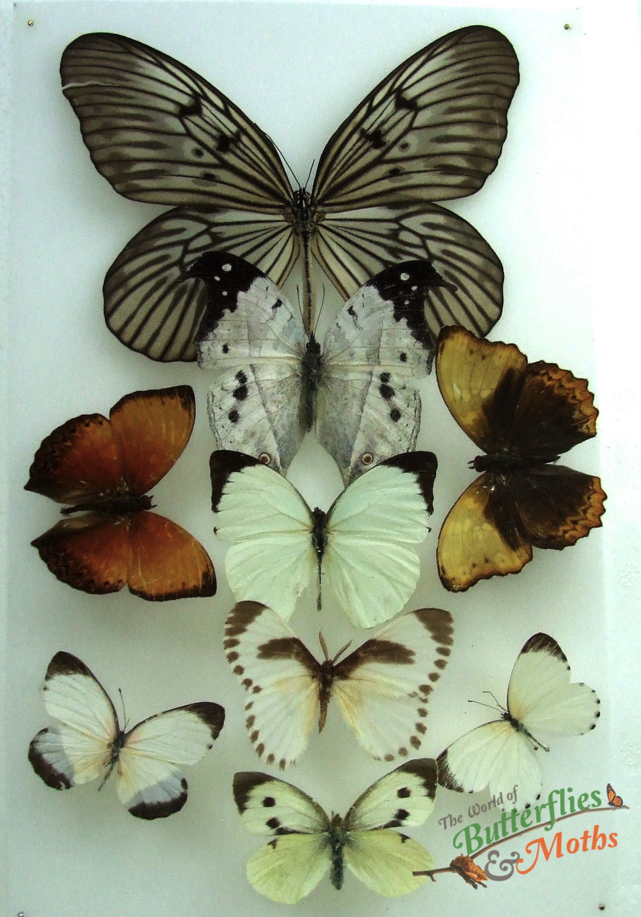 Natural History Specimens A2 Butterfly Collection CL06 World of