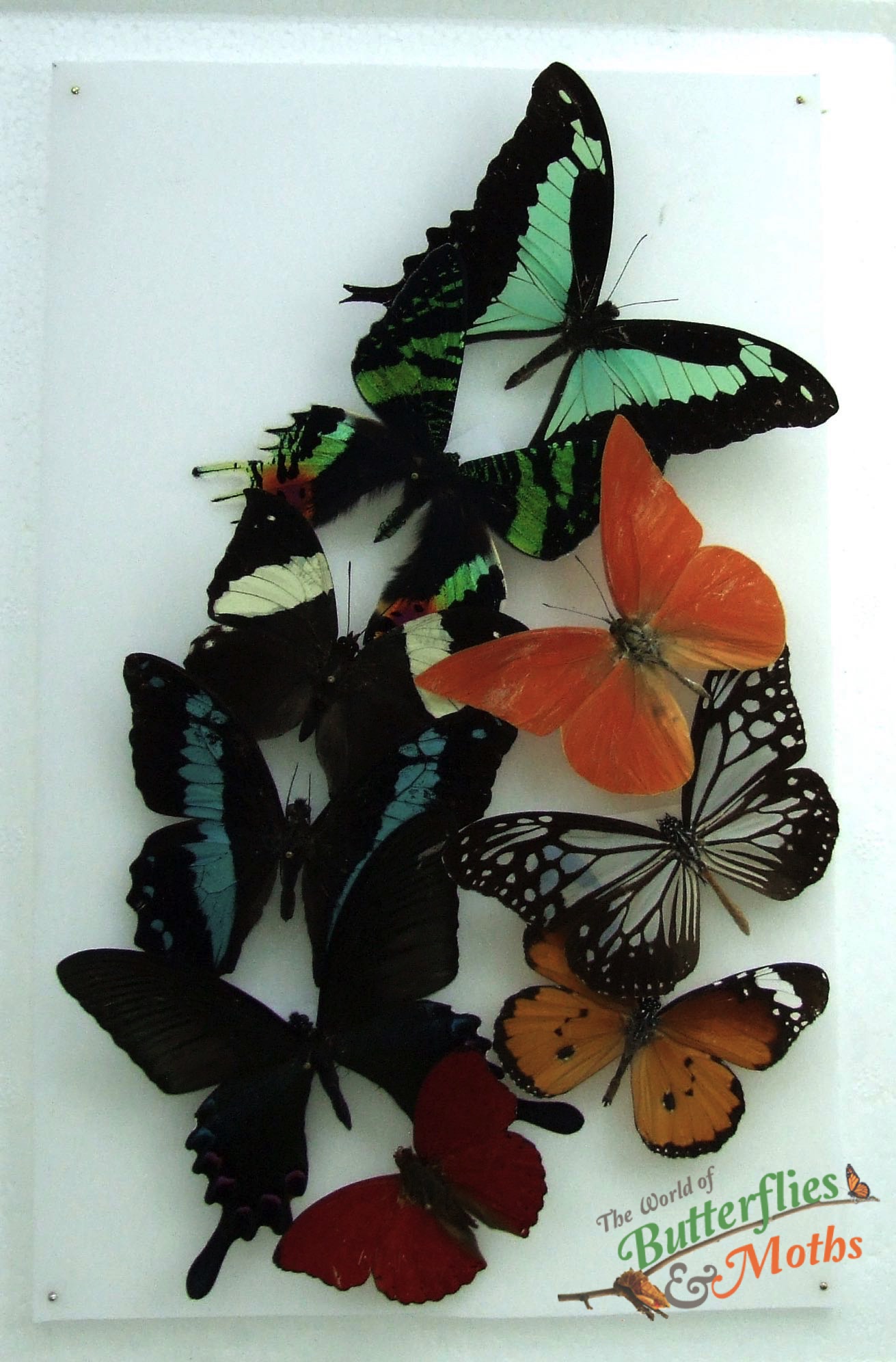 Natural History Specimens A2 Butterfly Moth Collection CL07 World of