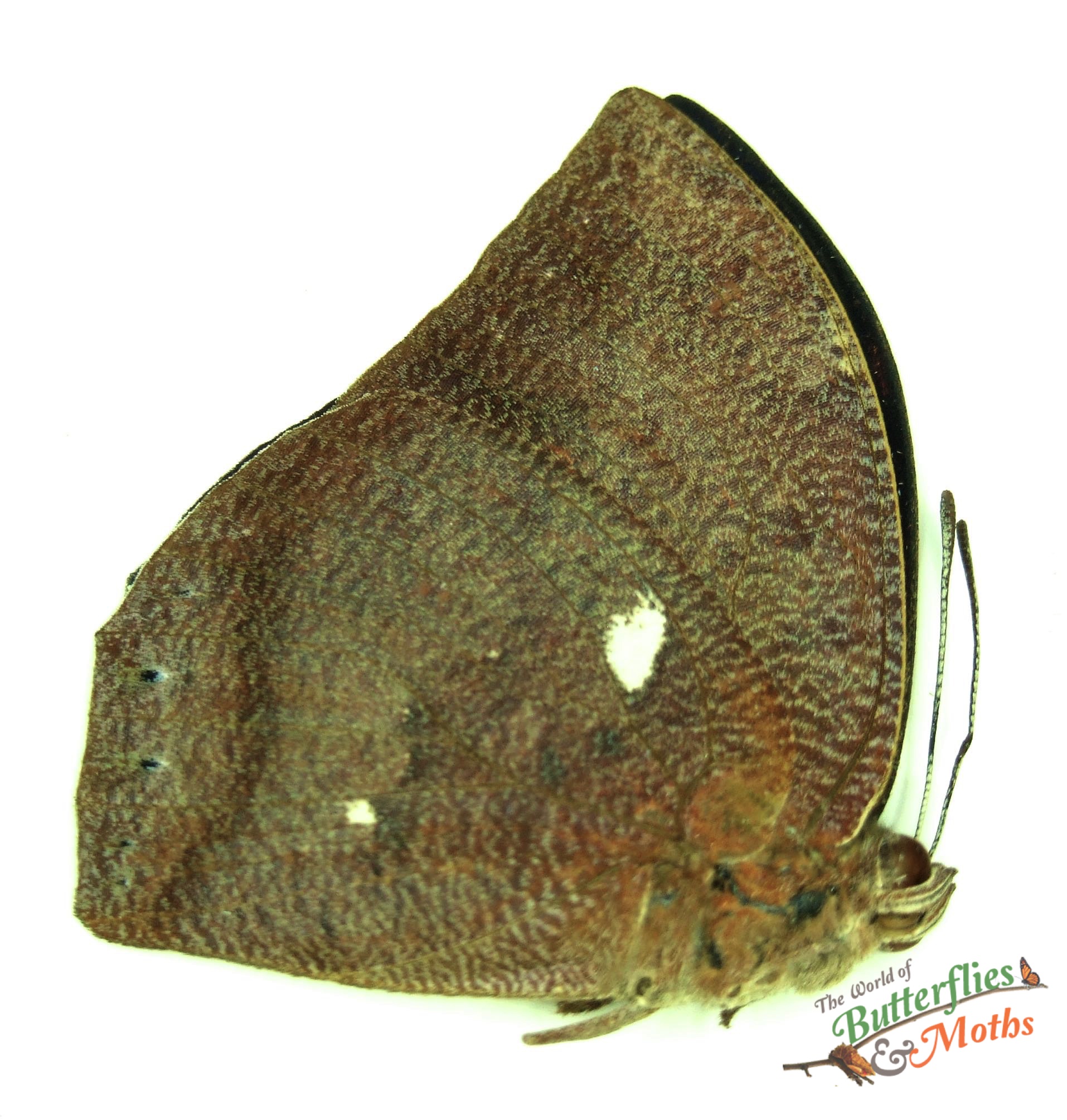 Fountainea eurypyle Pointed leafwing PERU World of Butterflies and Moths