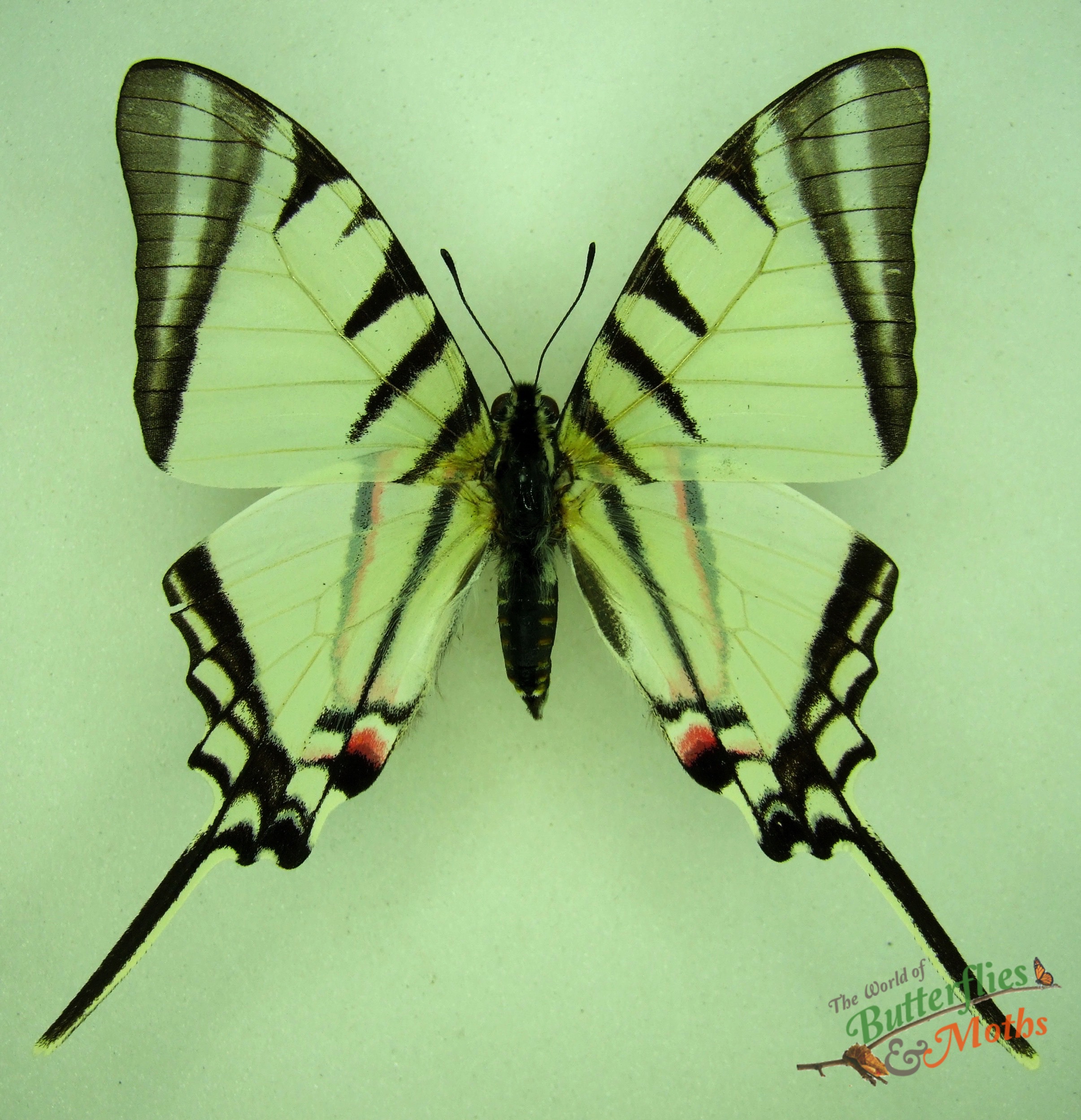 Protographium agesilaus PERU World of Butterflies and Moths
