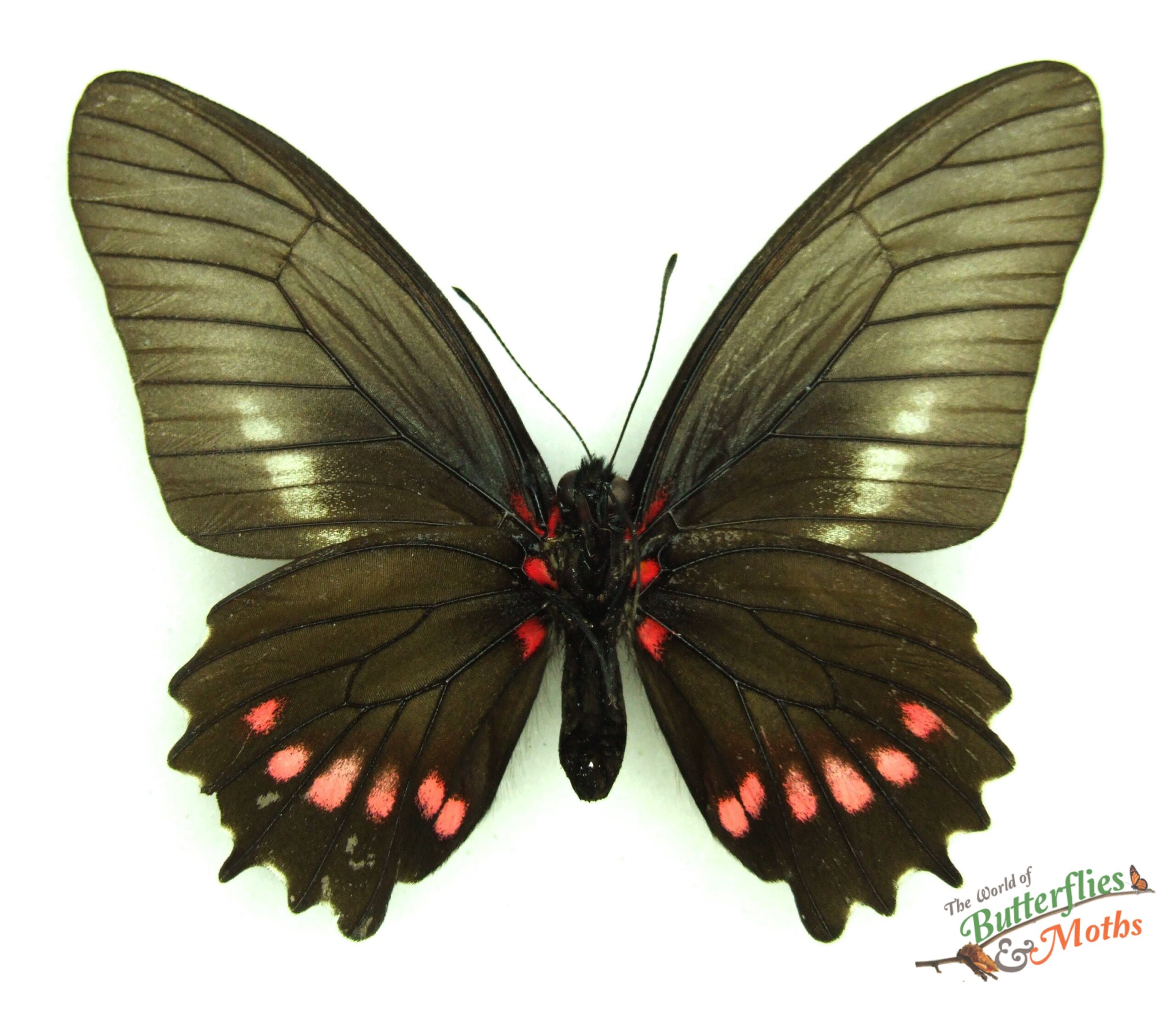 mimoides-ariarathes-gayi-m-us-