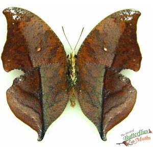 Zaretis isadora Cramer's Leafwing PERU