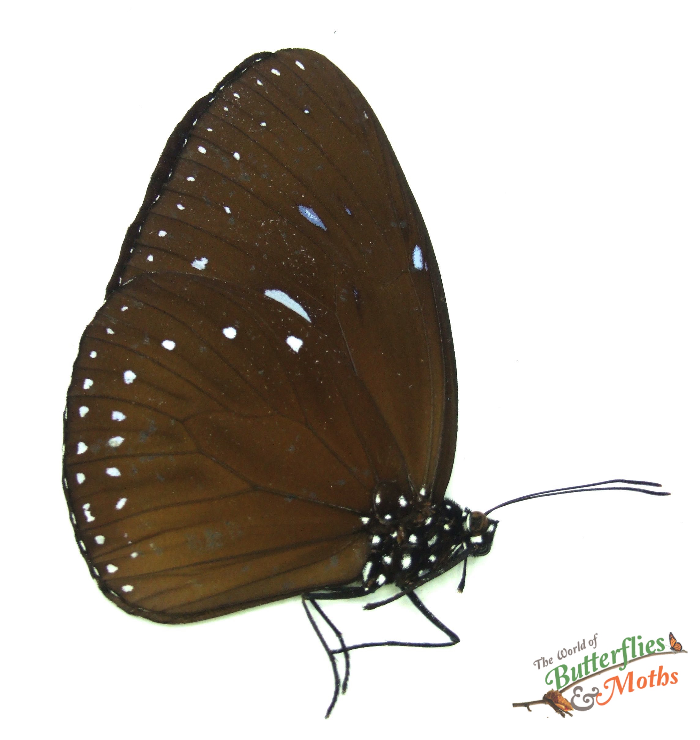 Euploea eunice leucogonis King Crow Malaysia - World of