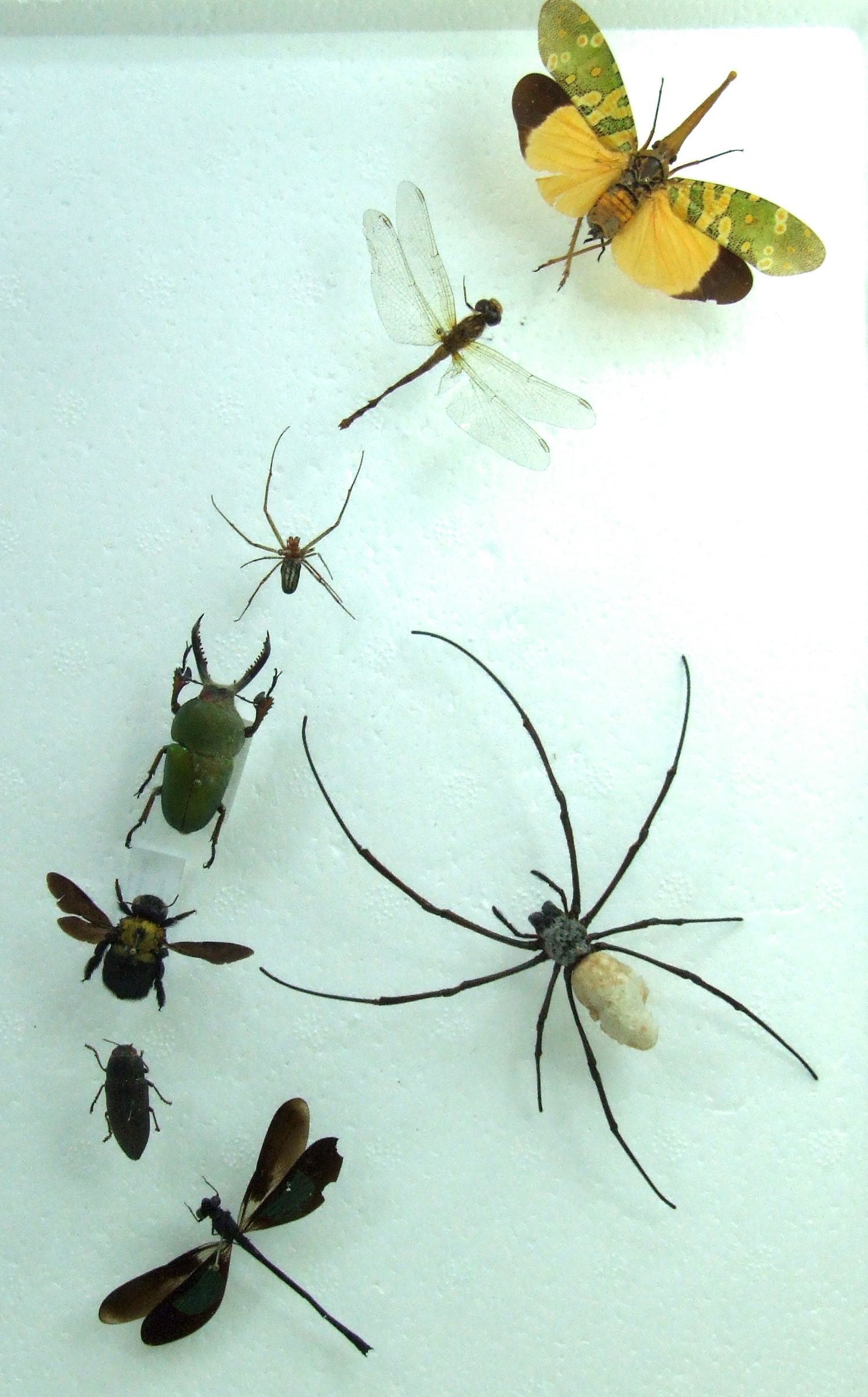 Natural History Specimens A2 Insect Insect/Beetles x Collection CL40 ...