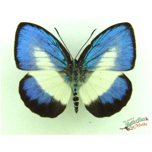 Danis danis gebe NORTH MALUKU - Paratype