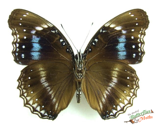 Hypolimnas alimena eligia Blue Banded Eggfly SERAM (A1-) - World of ...