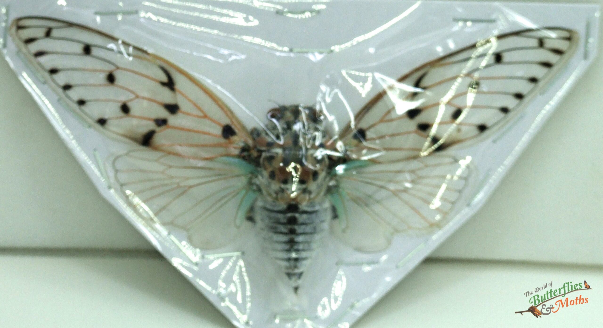 orgablanca CICADA 5comb オルガブランカorgablanca CICADA 5comb 