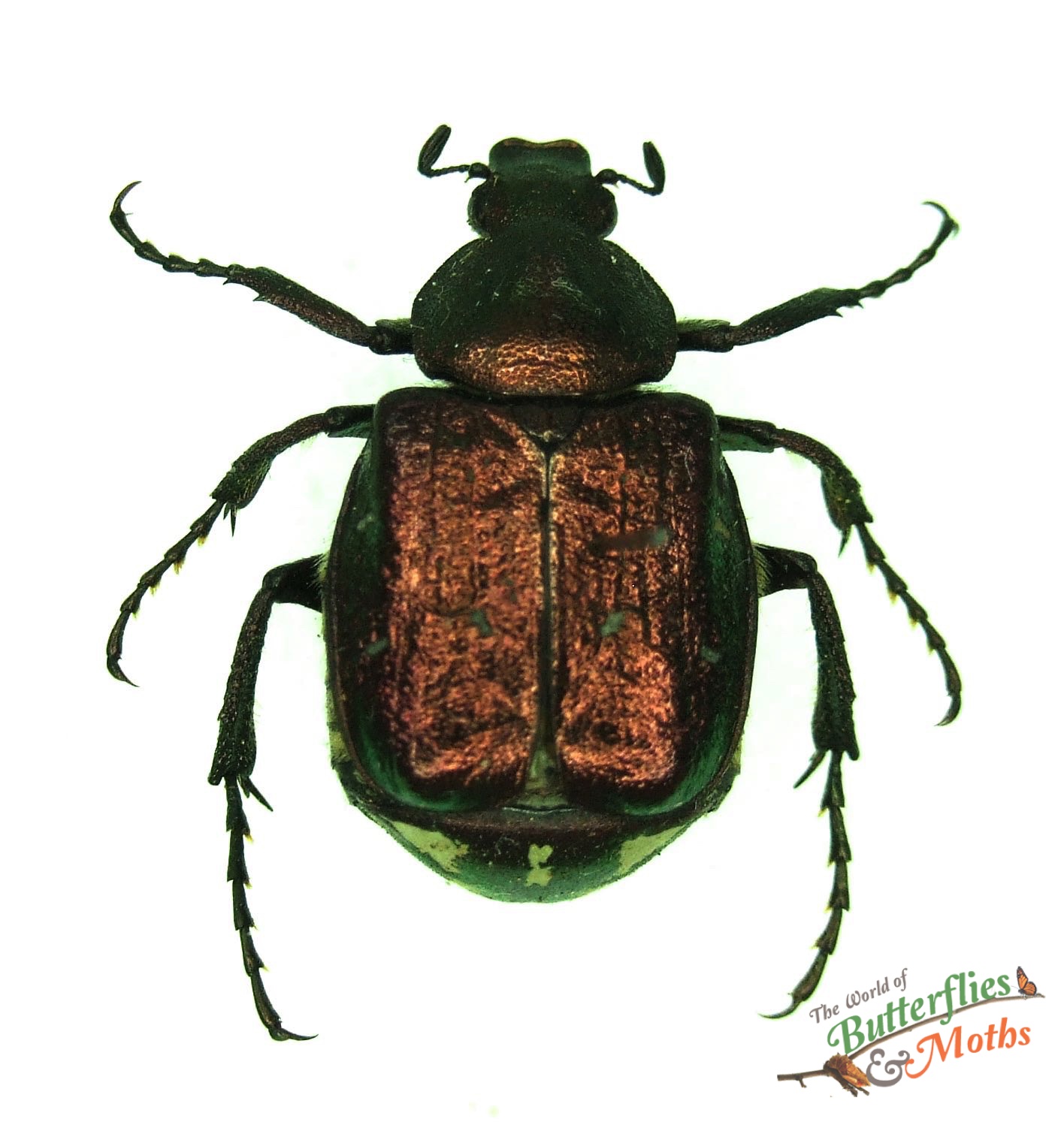 Gnorimus nobilis POLAND A1 World of Butterflies and Moths