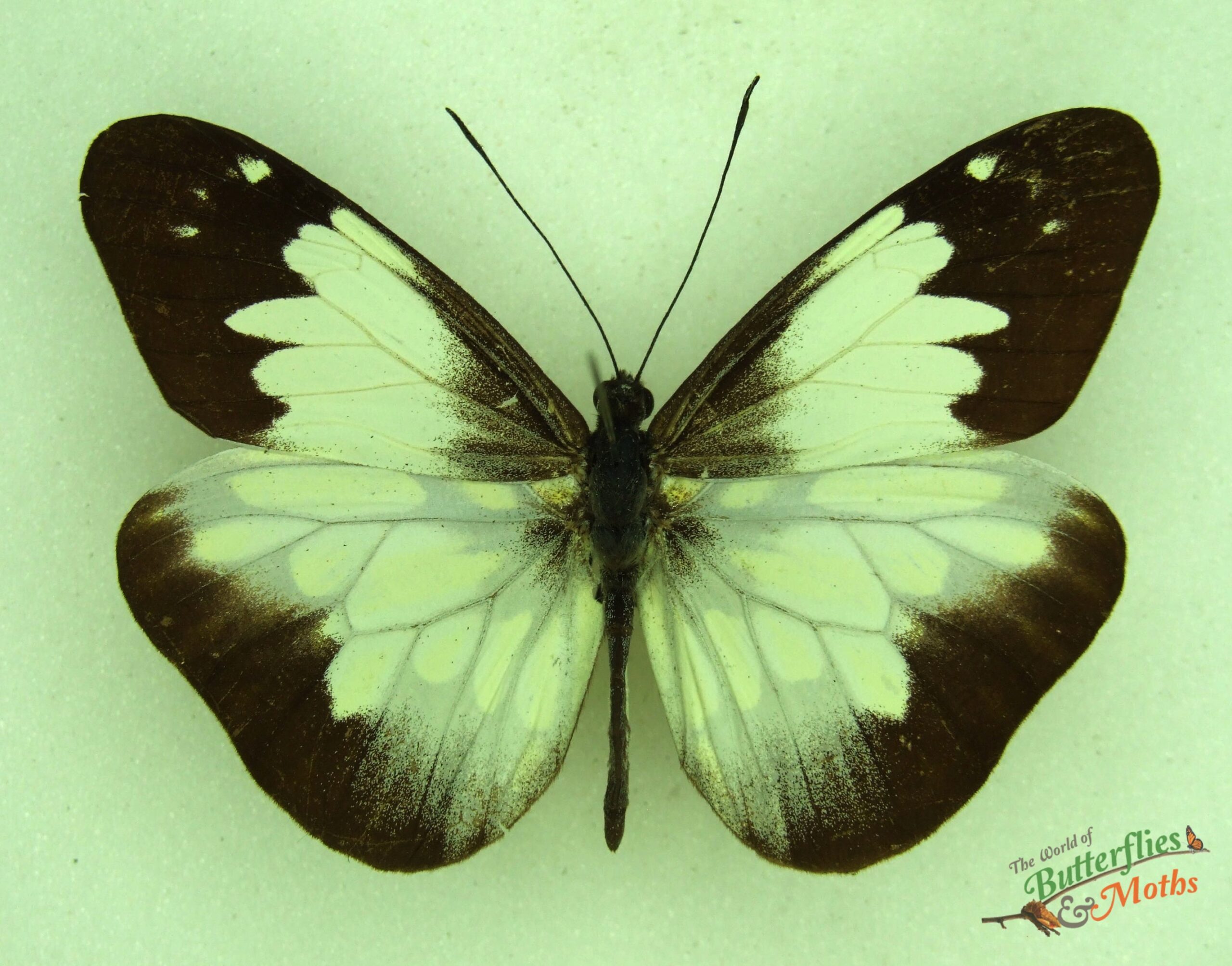 Dismorphia lygdamis Beatrix Lygdamis mimic white PERU A1- World of ...