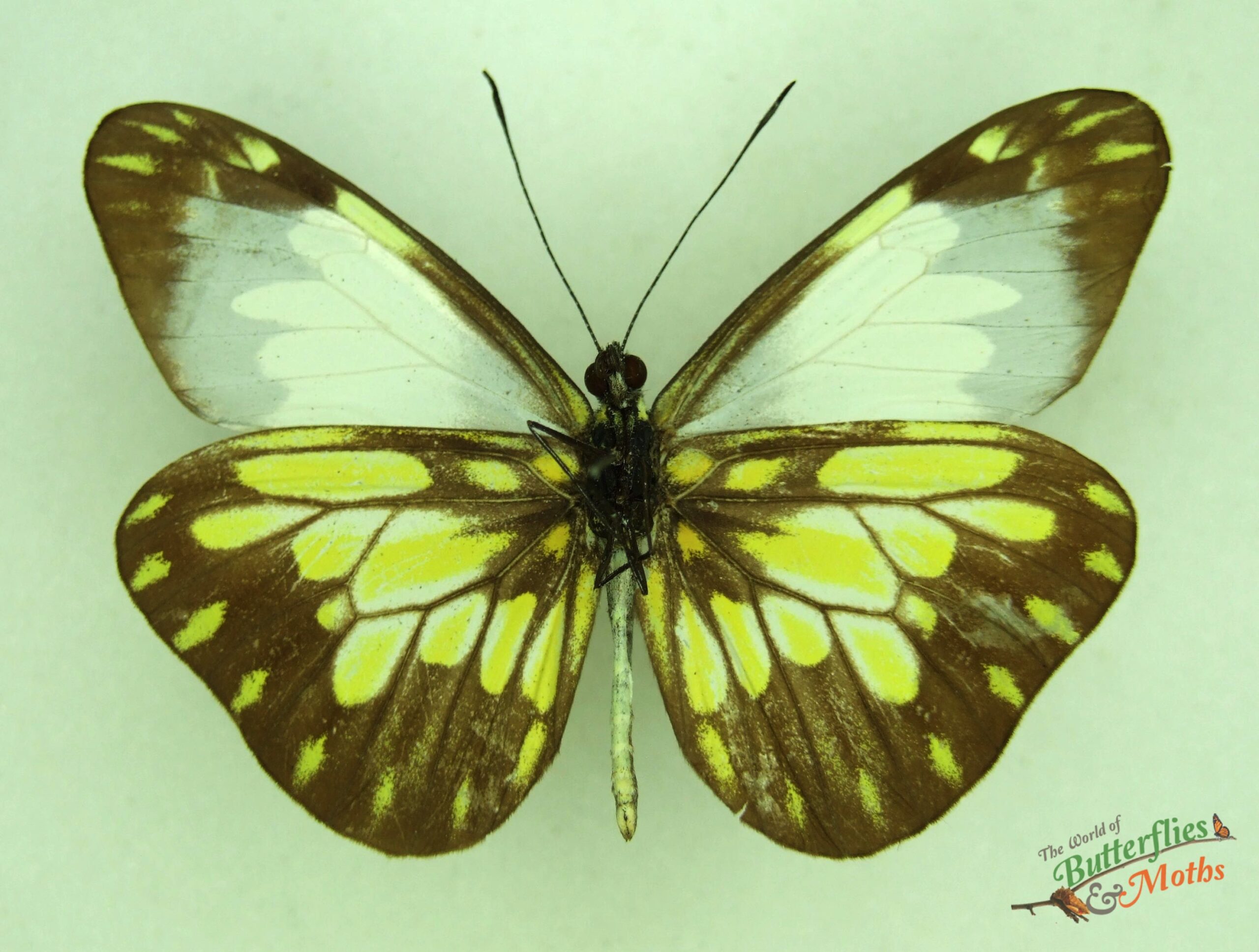 Dismorphia lygdamis Beatrix Lygdamis mimic white PERU A1- World of ...