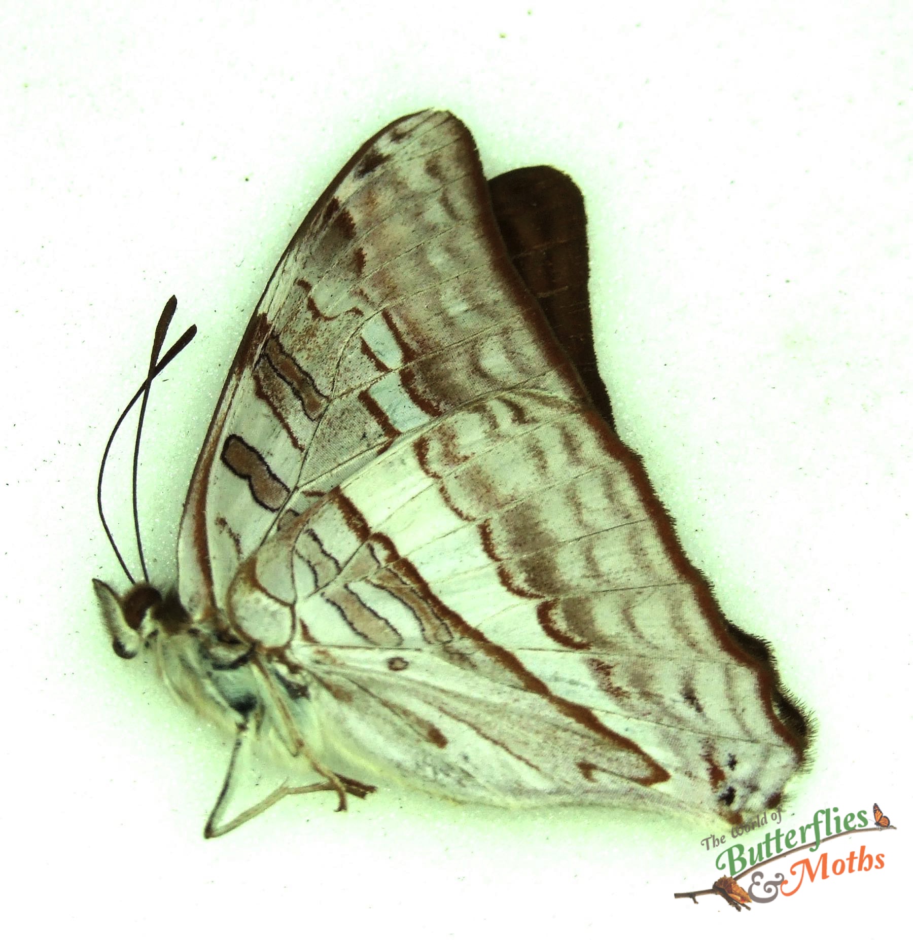 Adelpha aricia The Californian sister Peru A1 World of Butterflies and