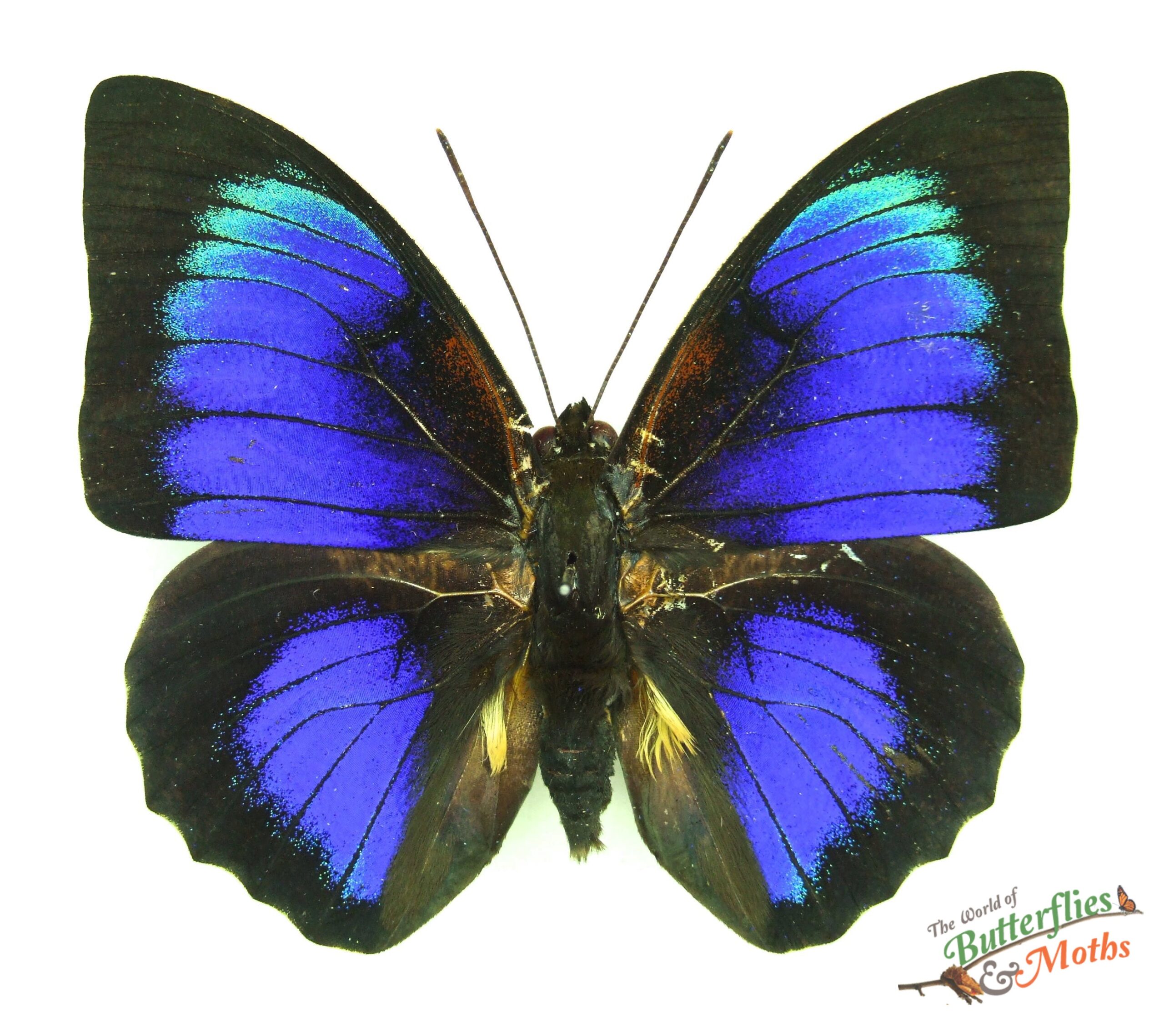 Agrias beata x Prepona omphale Peru SET - World of Butterflies and Moths