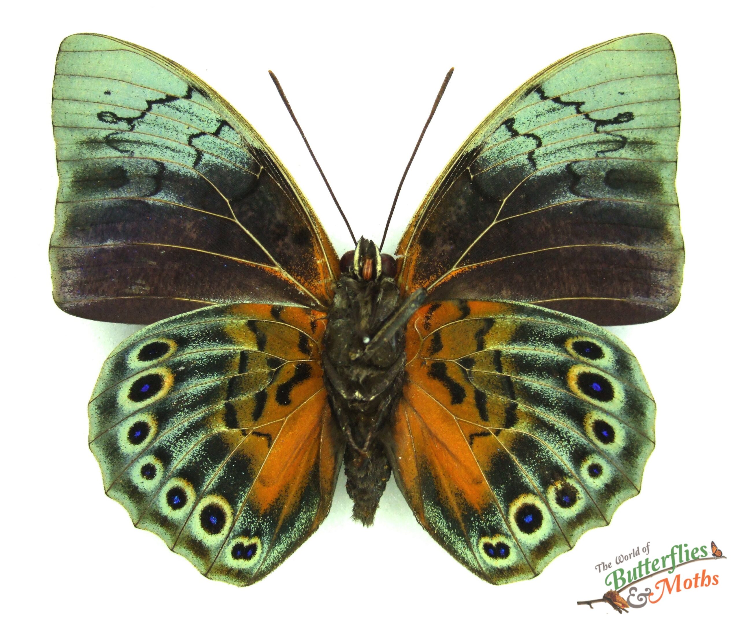 Agrias claudina x Prepona Hybrid 2頭 a002e9ce64dbf07624bf70fe0ebfa3