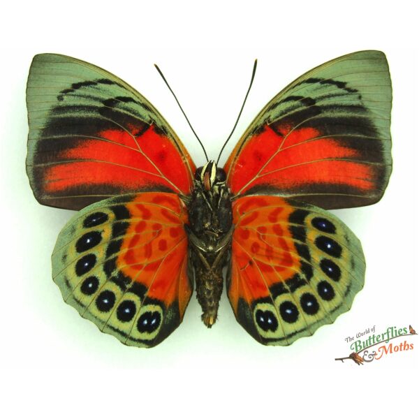 Agrias claudina x Prepona dexa Peru SET - World of Butterflies and Moths