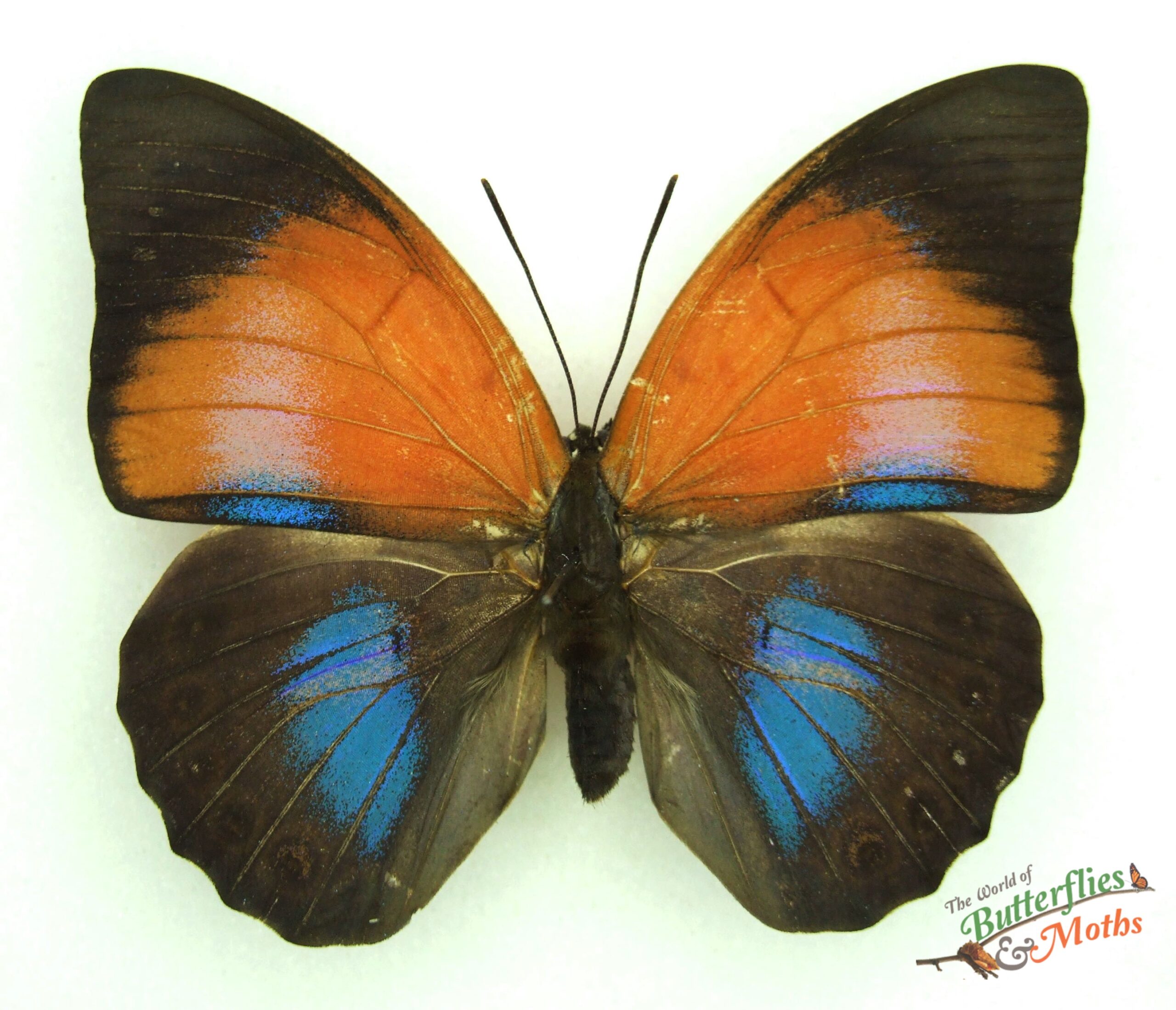 Agrias claudina x Prepona dexa Peru SET - World of Butterflies and Moths