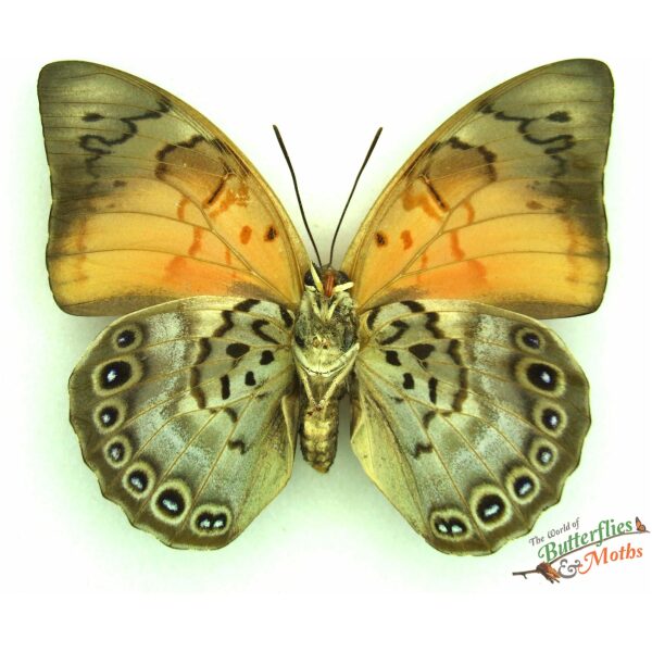 Agrias claudina x Prepona dexa Peru SET - World of Butterflies and Moths