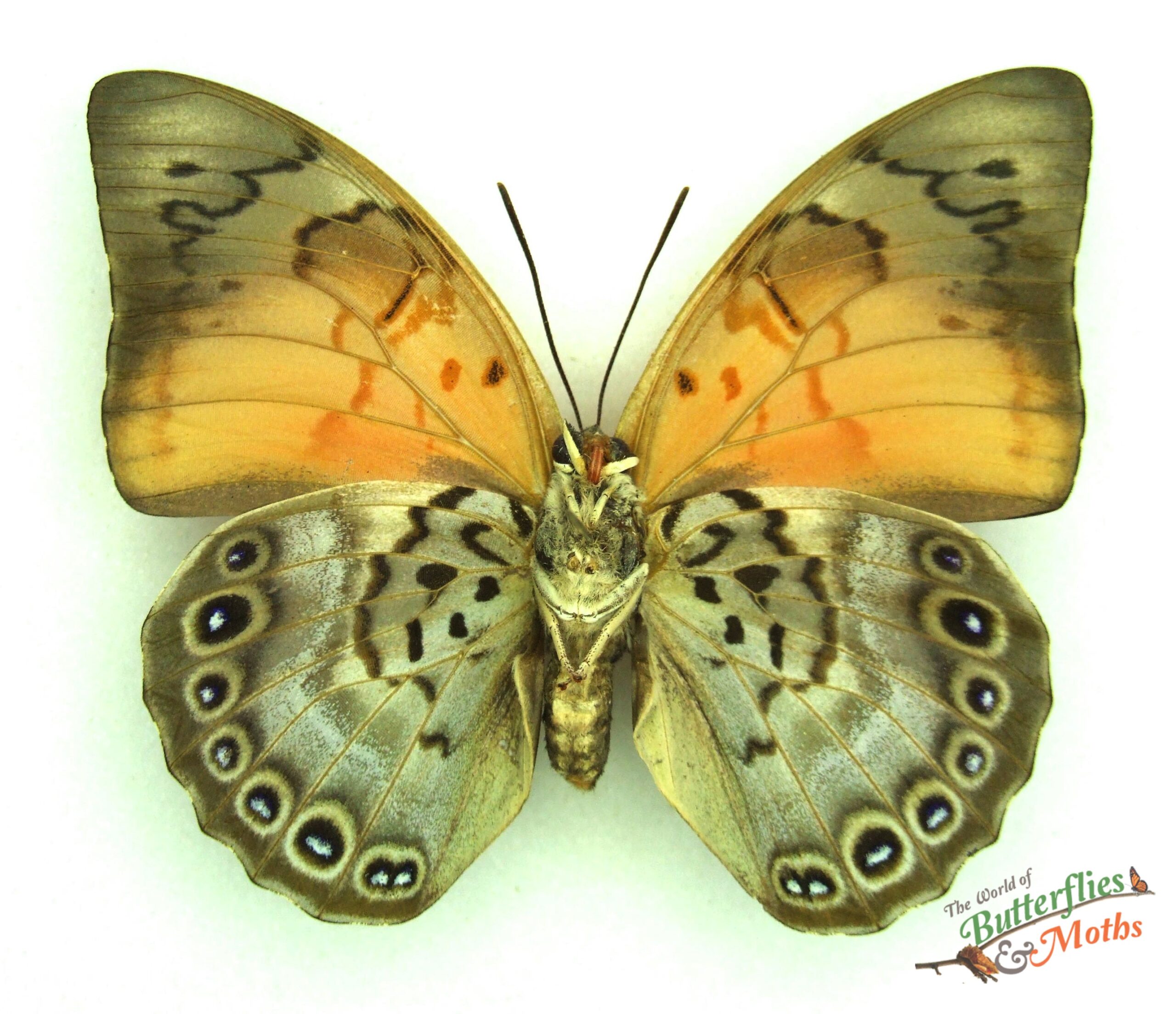 アグリアス4頭Amydonペア76mm、Claudina76mm、 Agrias claudina x